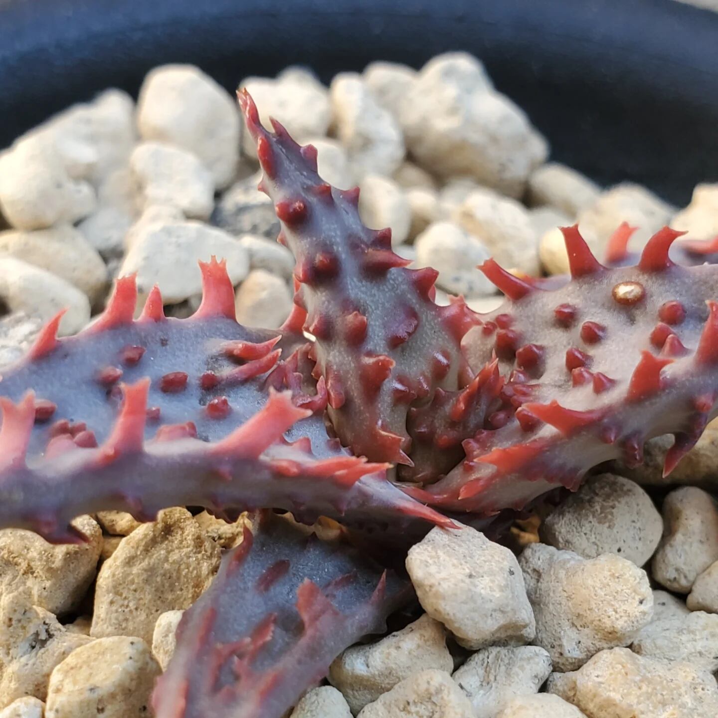 F00524_Aloe 'Glorious Dragon'（TCT）：アロエ・グロリアスドラゴン