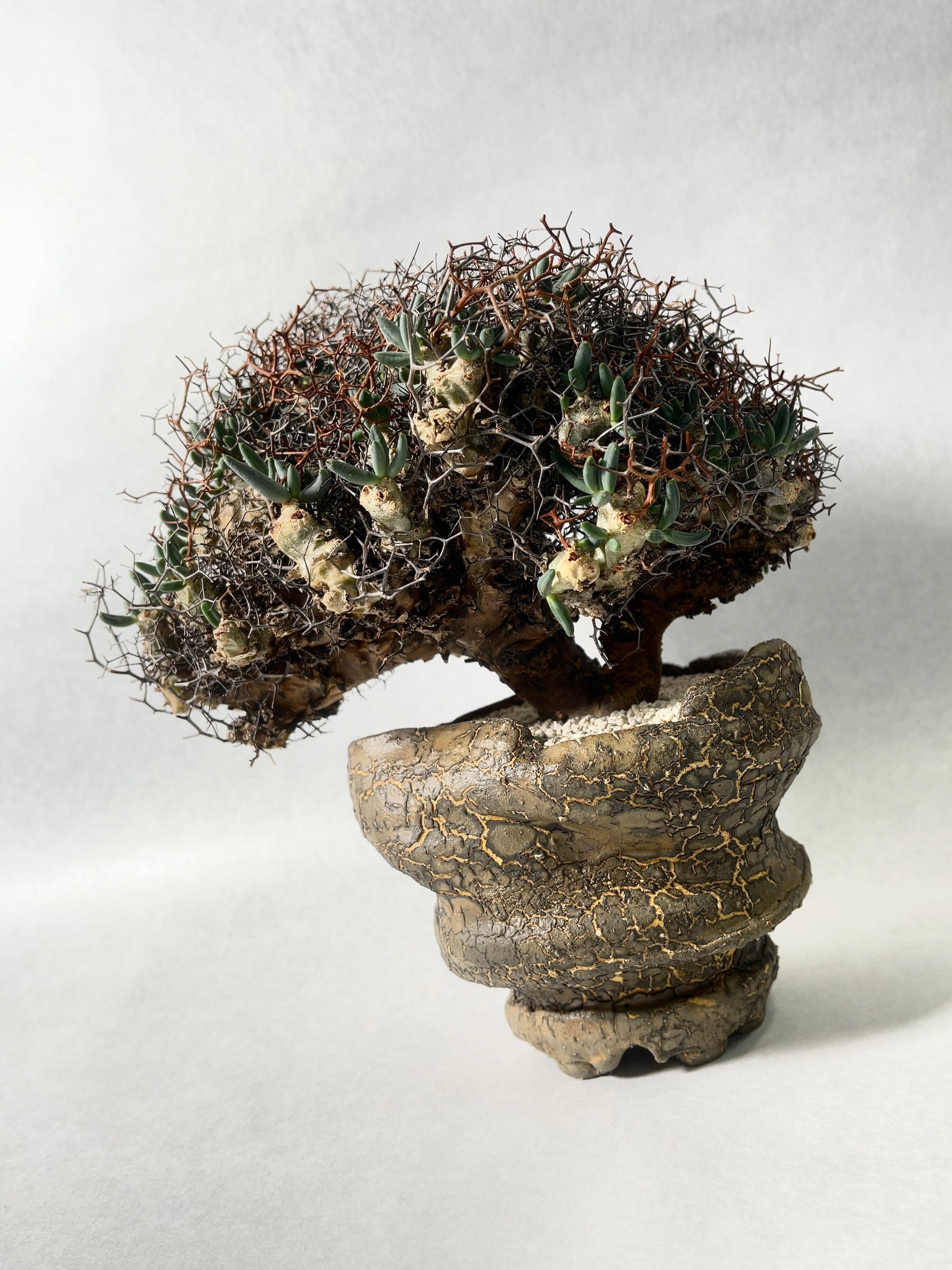 チレコドン・万物想 | trigger