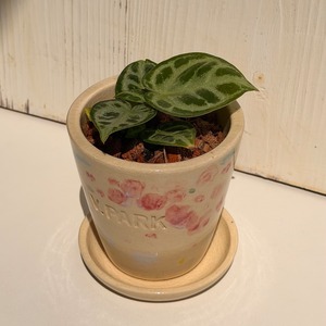 チャレンジポット❹　アンスリュームドラヤキ