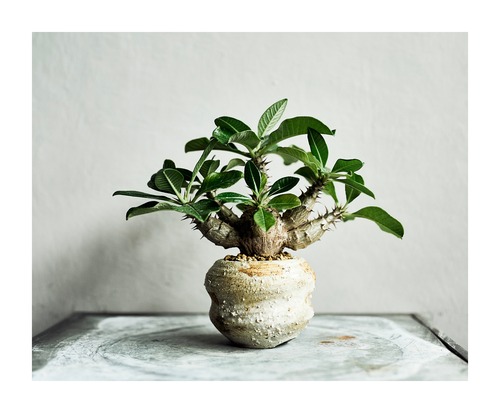 パキポディウムウィンゾリー Pachypodium windsorii