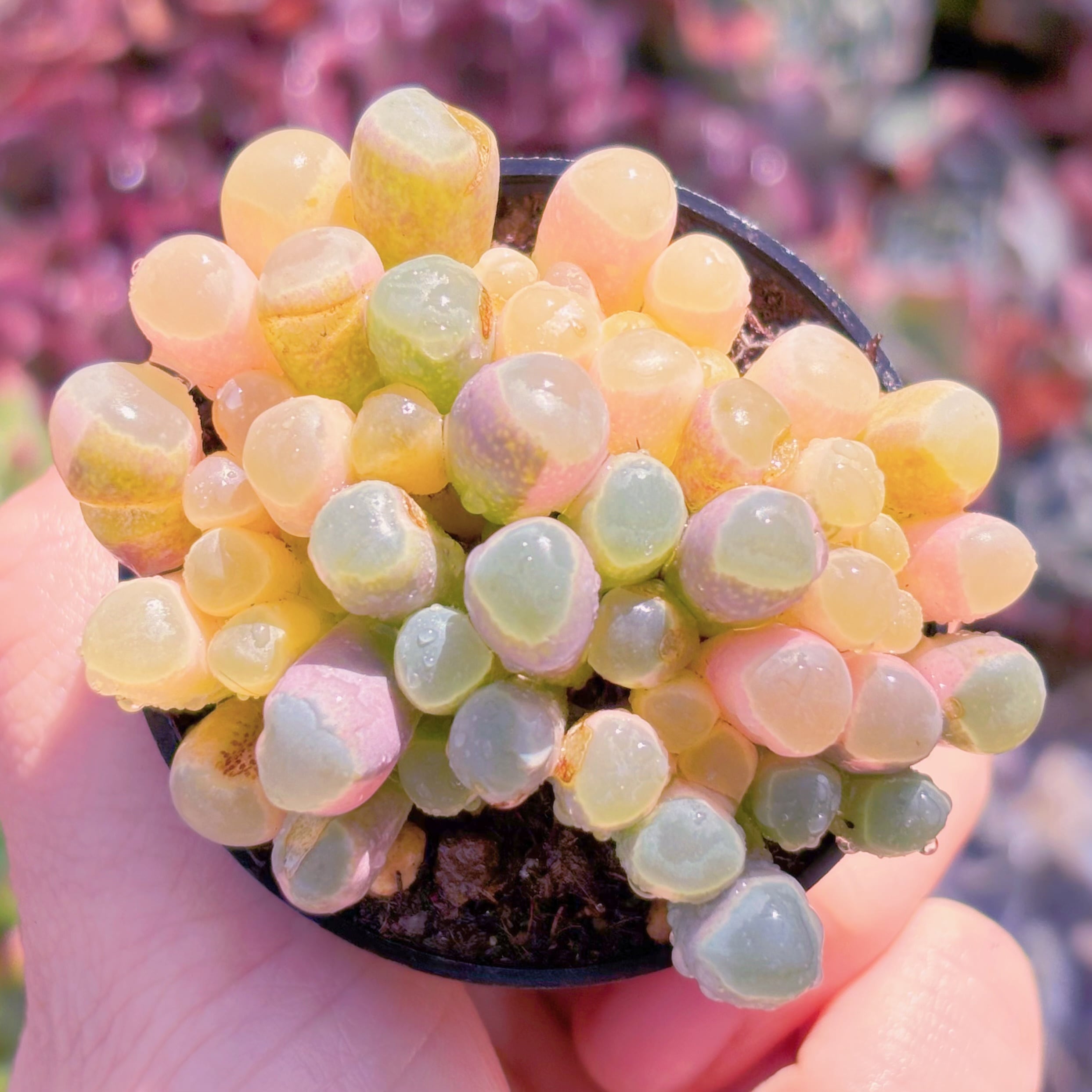 現品　五十鈴玉錦#877　在庫僅少　新入荷　るる農園