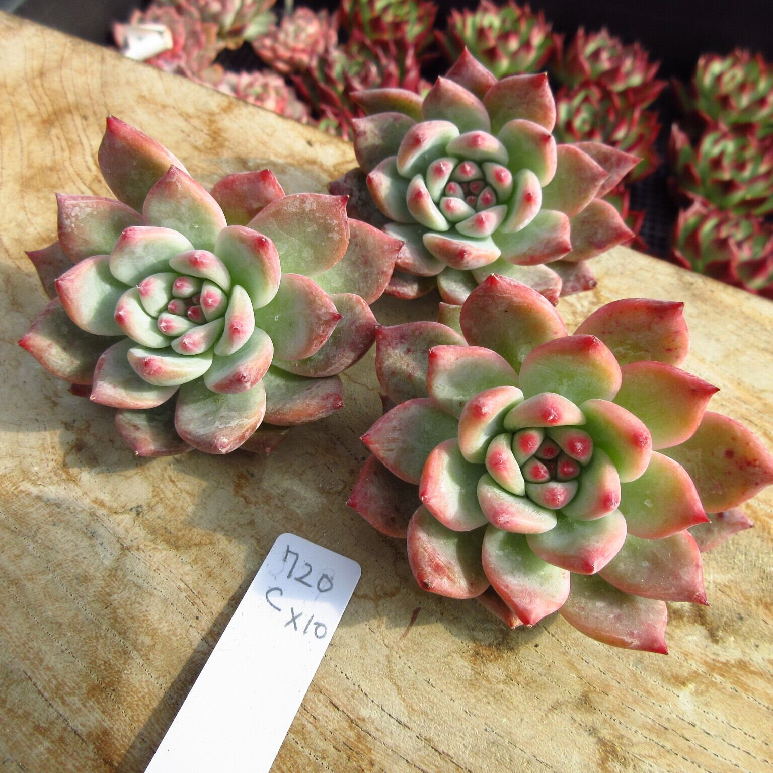 新入荷‼️多肉植物 原種コロラータ 韓国苗 美苗 #720 | Pay ID 新入荷‼️多肉植物 原種コロラータ 韓国苗 美苗 #720 | Pay ID