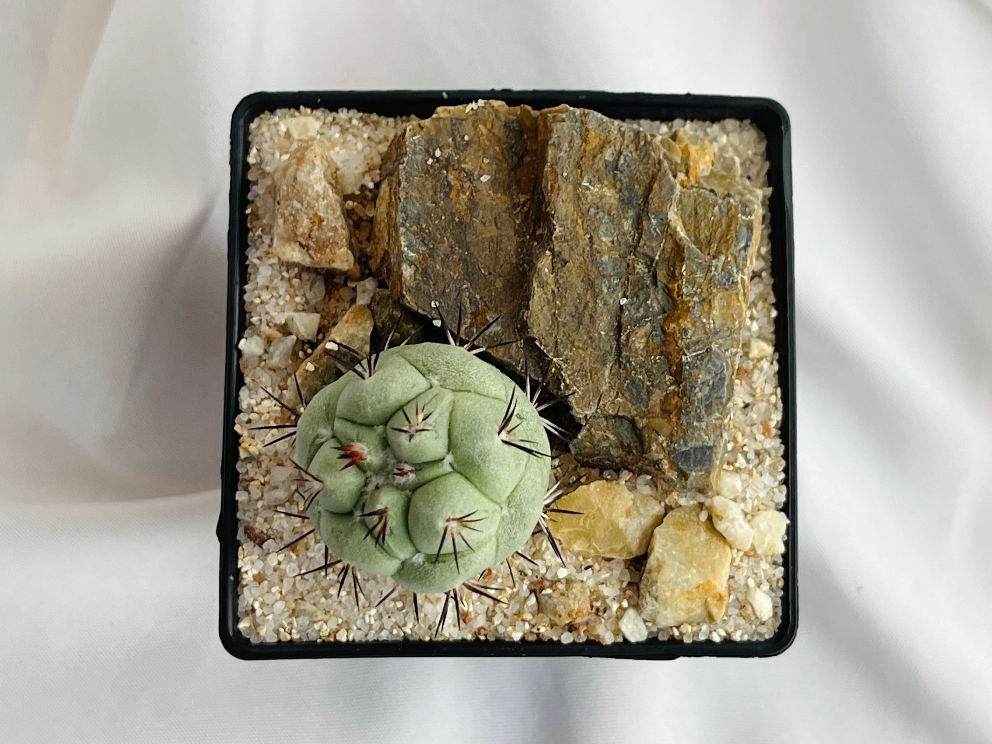 マクドガリー カキ子 花、園芸 サボテン 【公式通販】