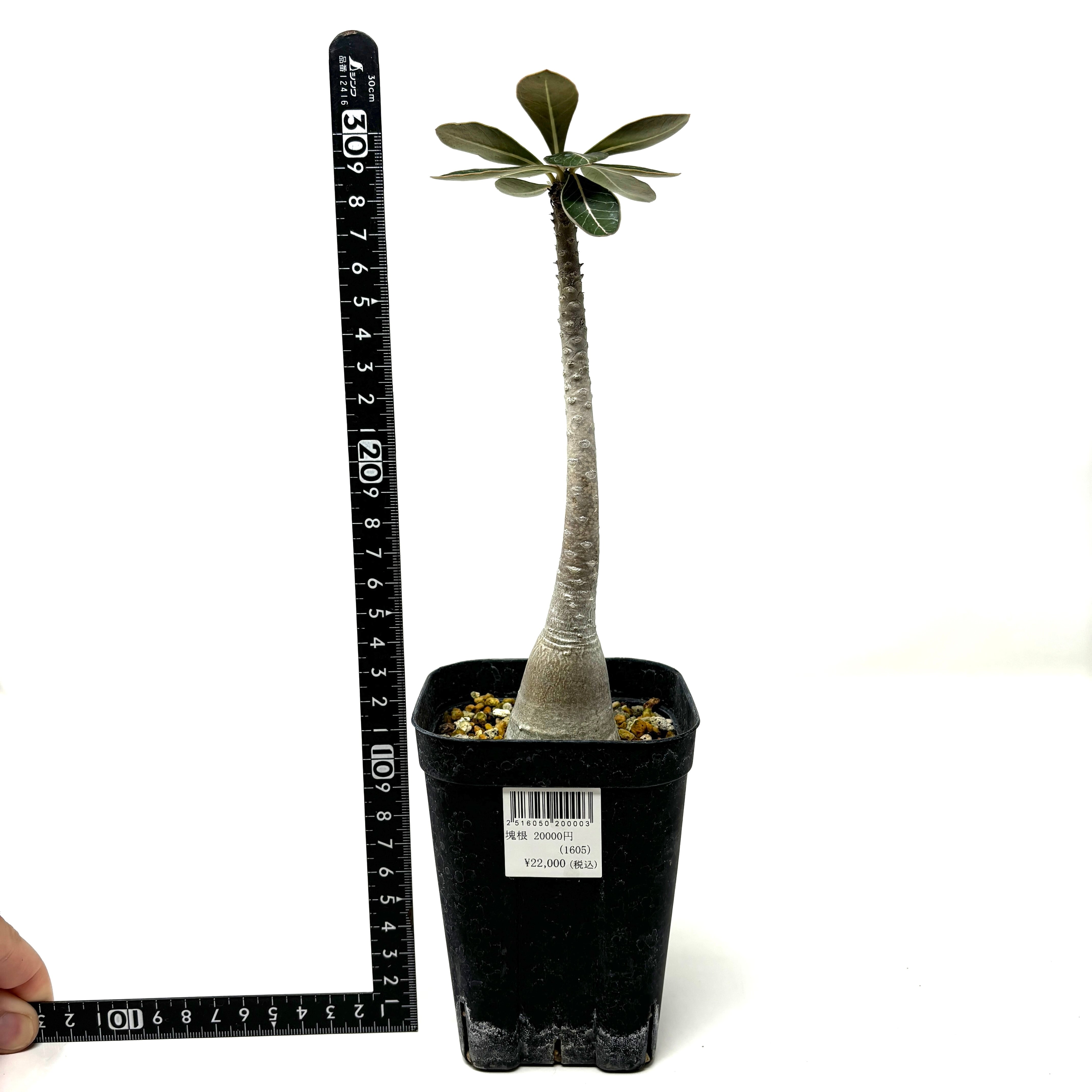 アデニウム ソコトラナム 純血 実生 アデニウム ソコトラナム 純血 ③