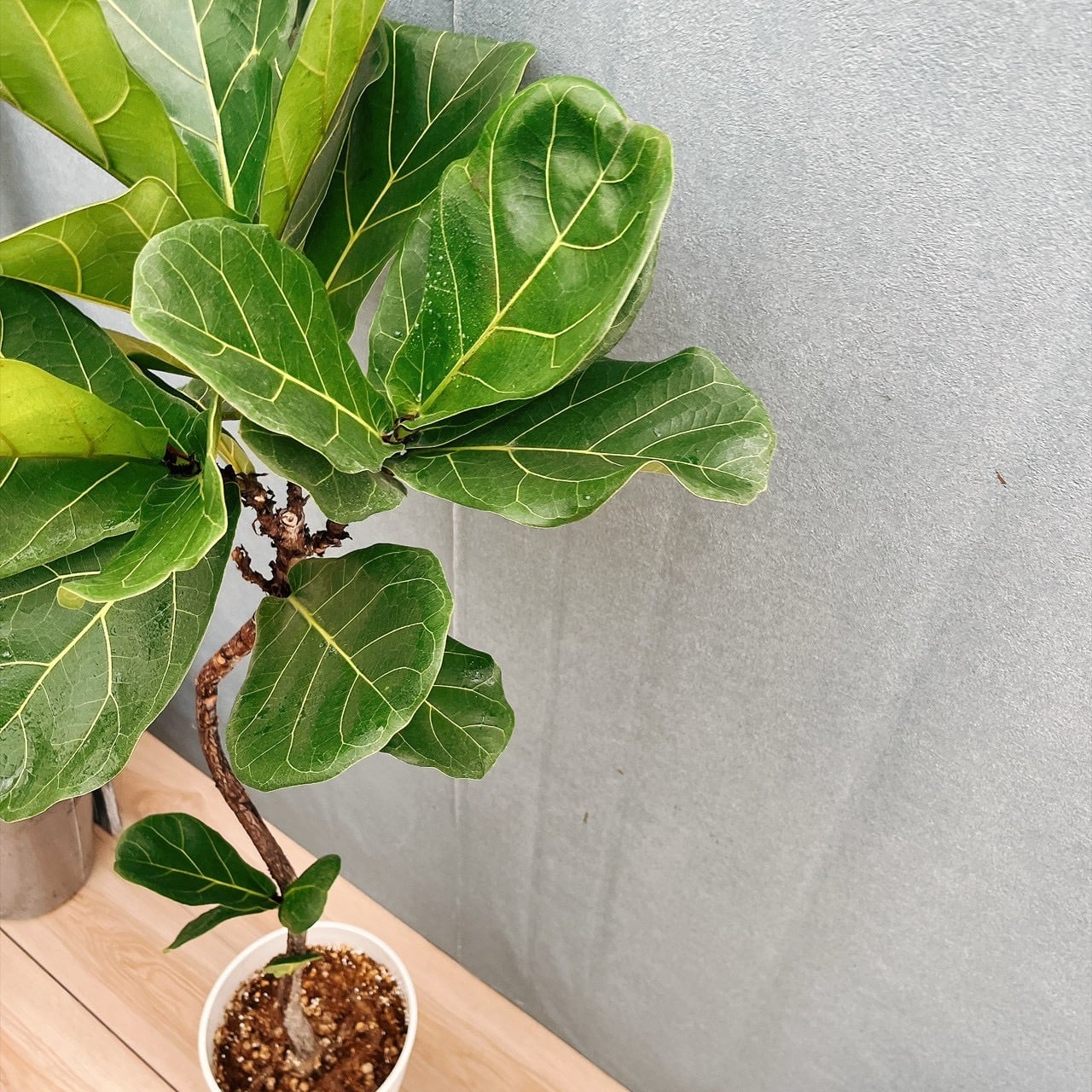 現品］5番 カシワバゴムノキ フィカス リラータ 曲がり 7号 観葉植物