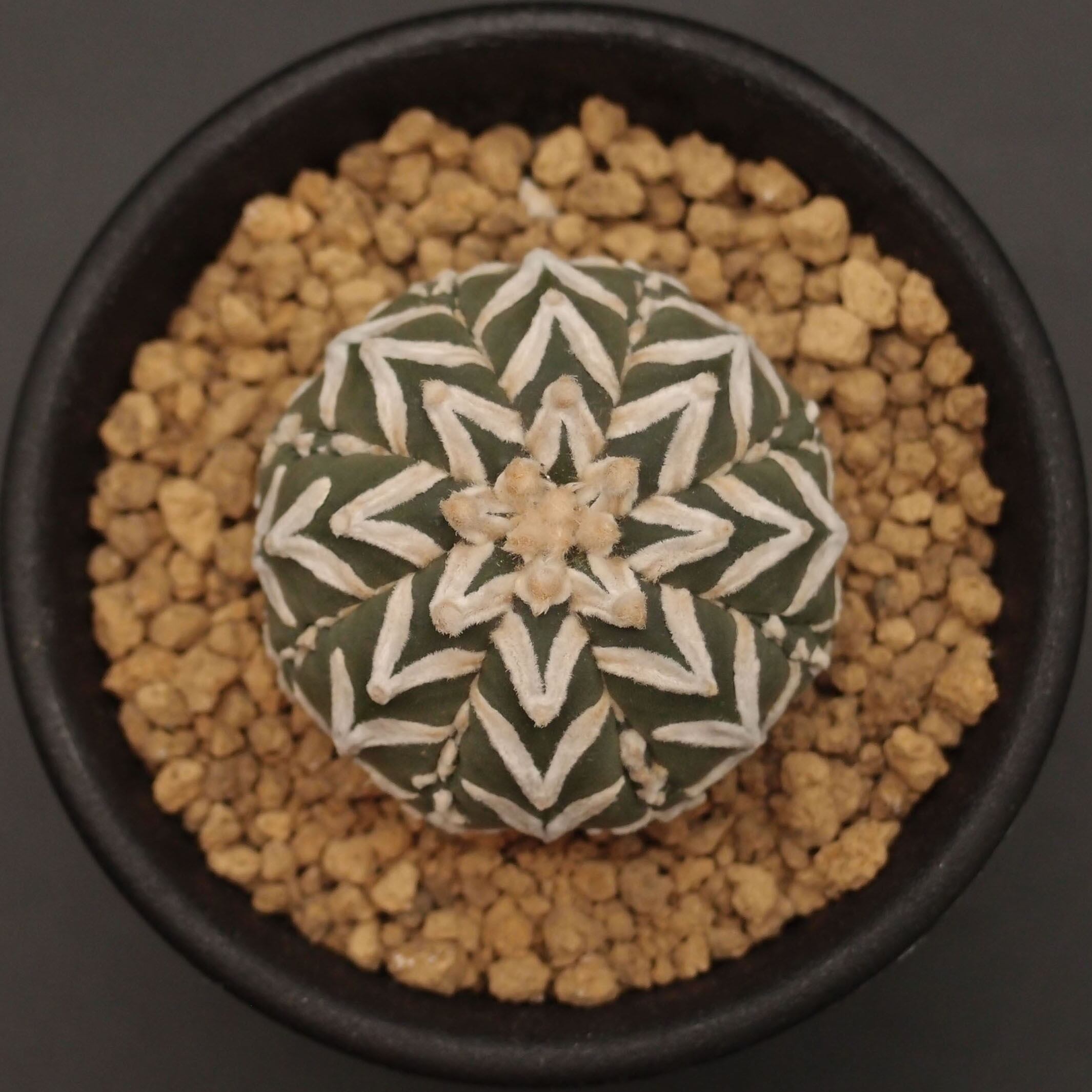 V-type兜 | 万緑 BAN RYOKU