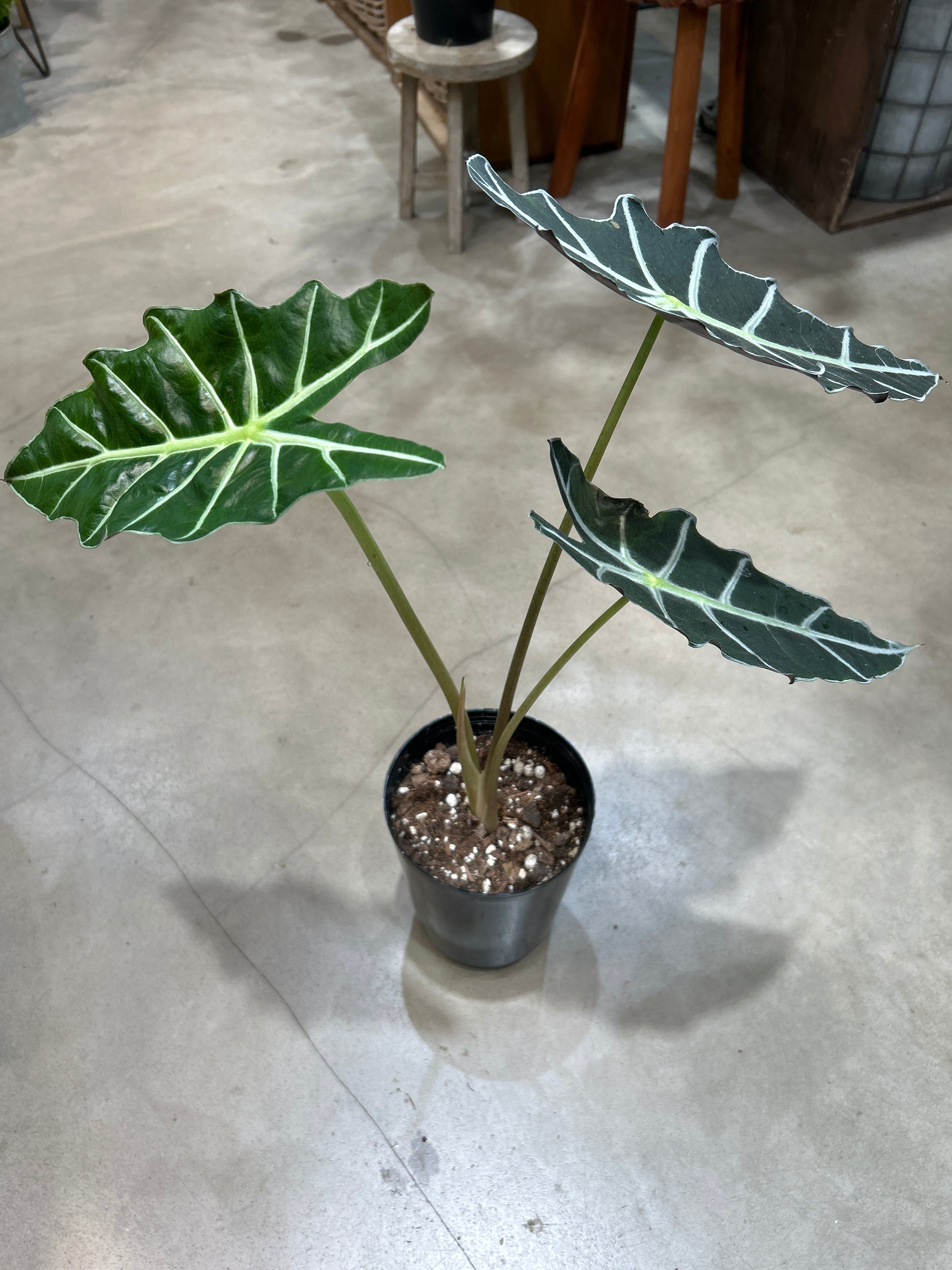C モンステラ バルバソー | MIDORIYA 観葉植物専門店