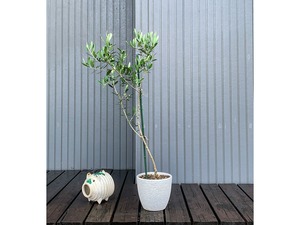 オリーブ 鉢植え 「ネバディロブランコ」 シンボルツリー 観葉植物