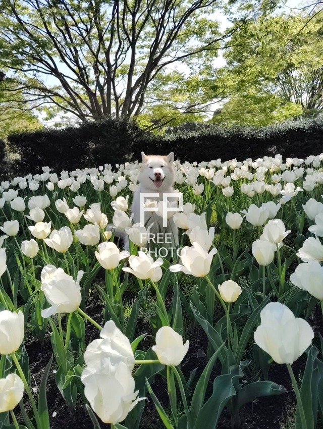 犬とお花畑
