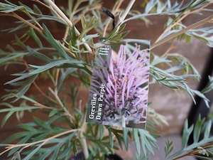 【現物】グレビレア ”ドーンパープル” C