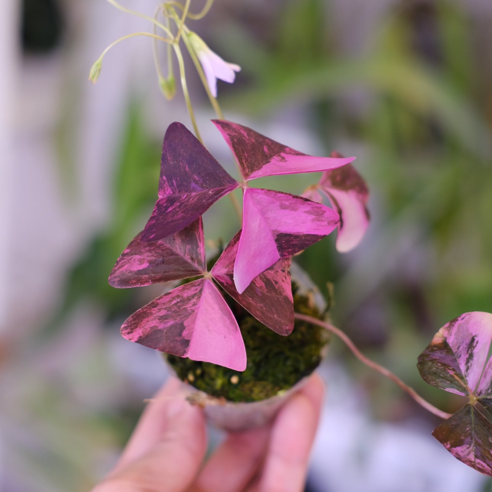 Oxalis triangularis variegated｜オキザリス トライアングラリス