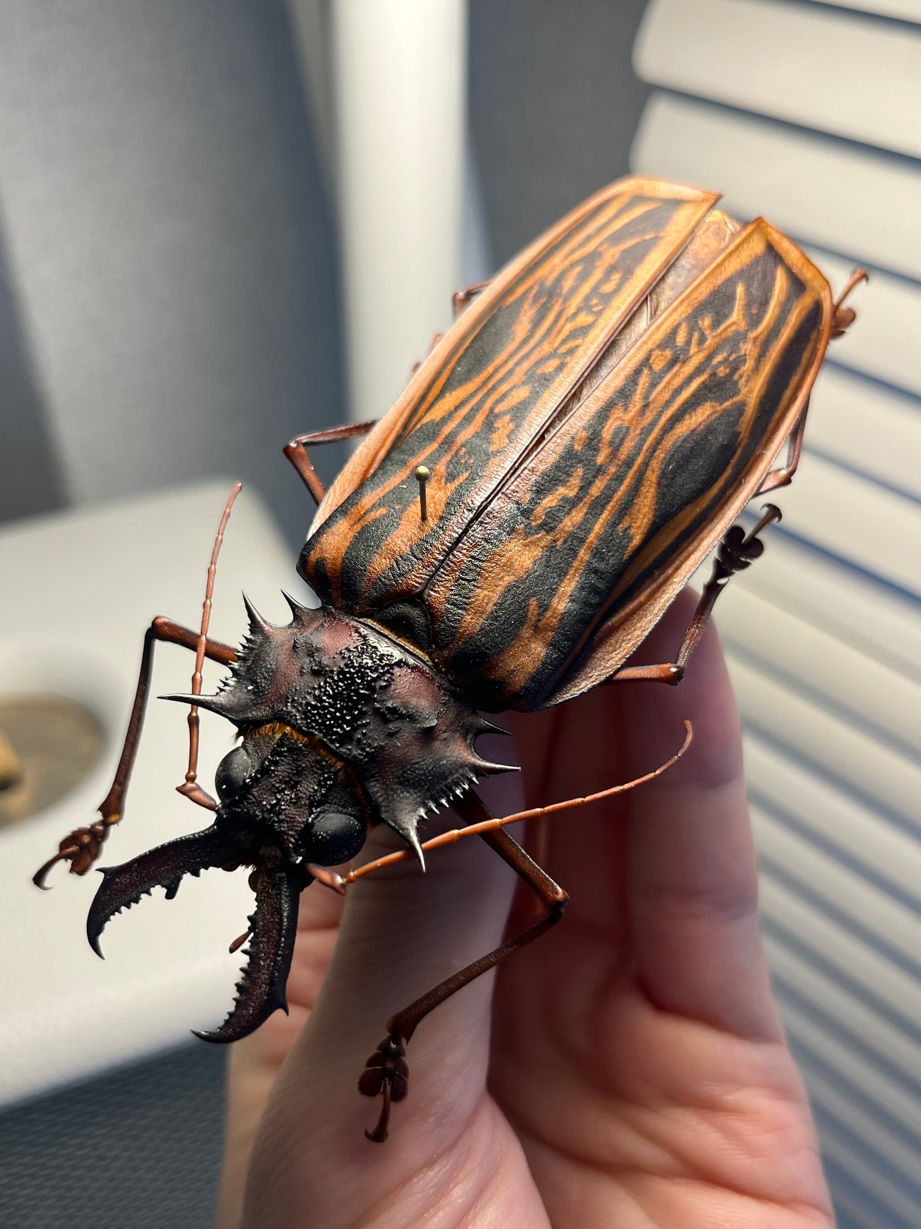 106mm♀】オオキバウスバカミキリ標本 Macrodontia cervicornis昆虫