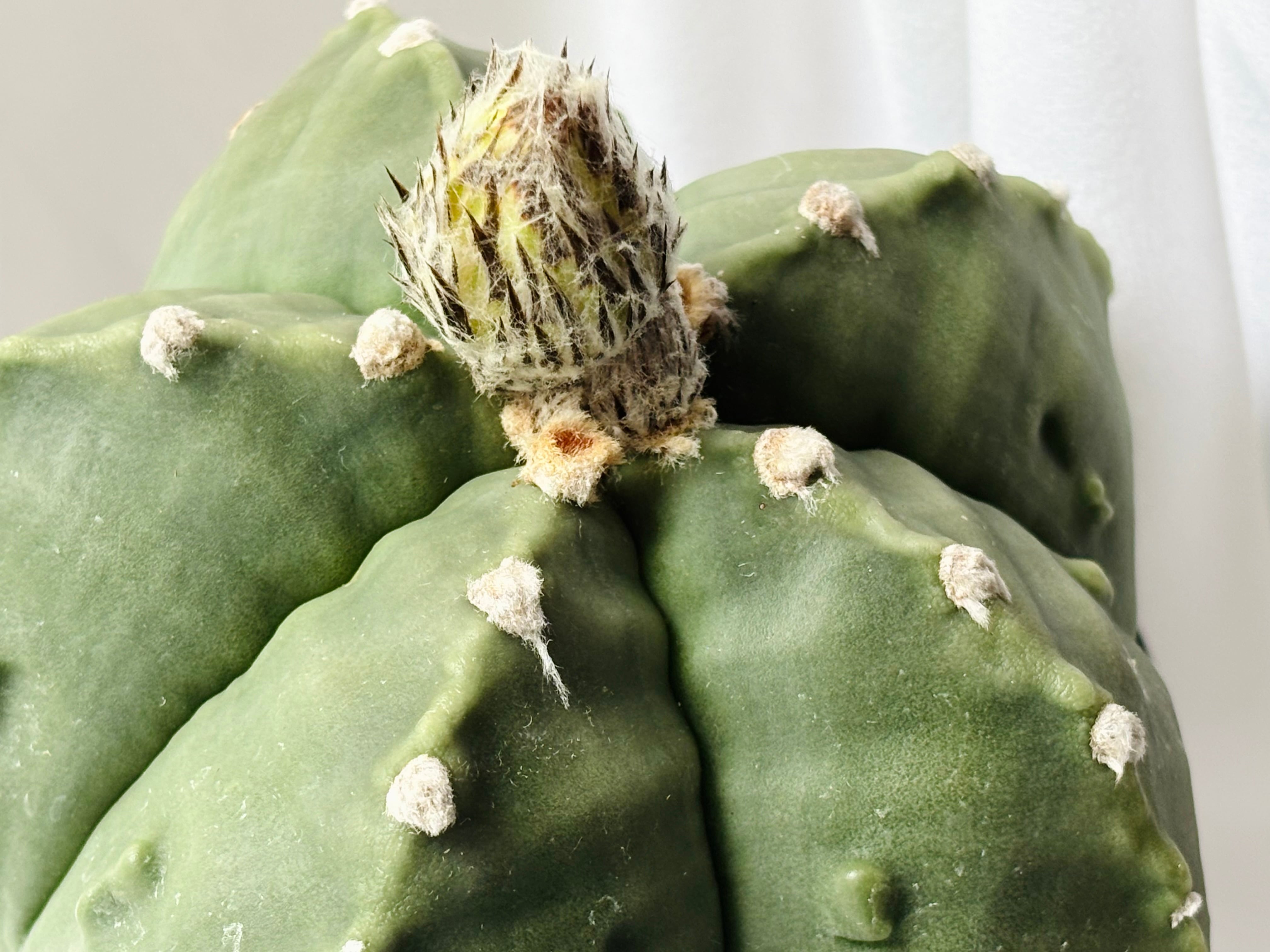 Astrophytum myriostigma アストロフィツム 大型ヘキラン 碧瑠璃鸞鳳玉