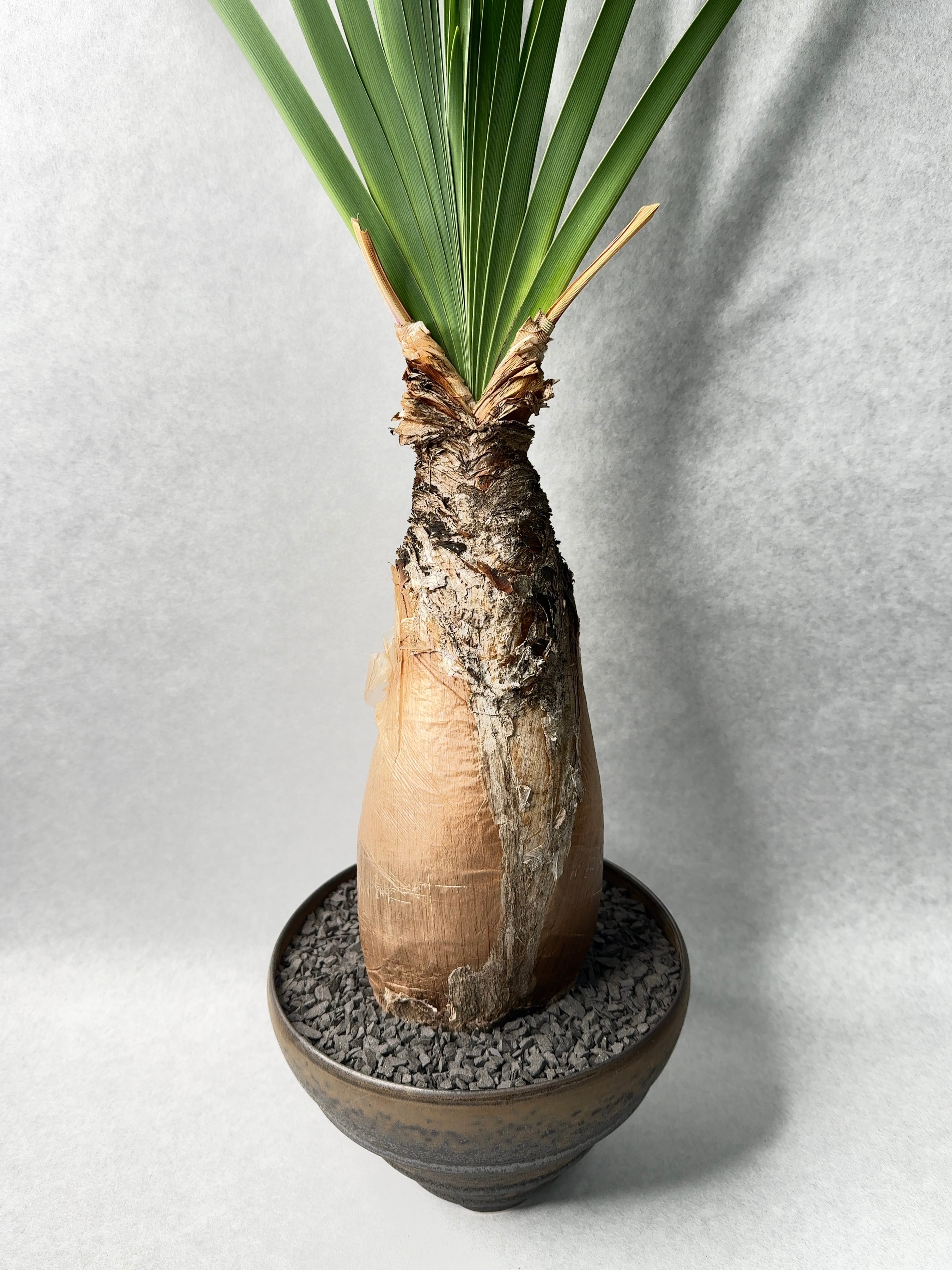 ブーファン・ディスティチャ | trigger