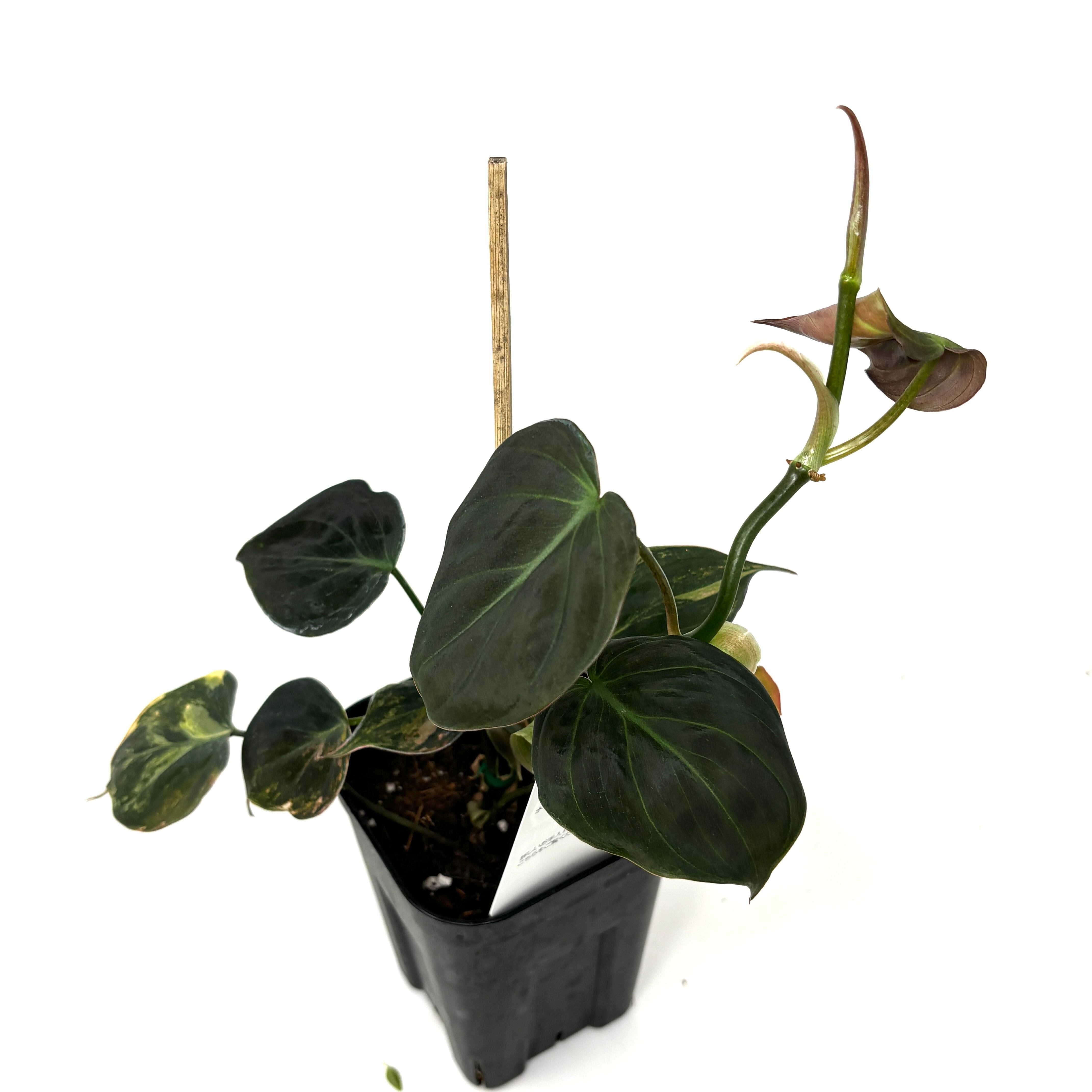 【希少植物】 フィロデンドロン イルセマニー ミント バリエガタ フィロデンドロン イルセマニー ミント バリエガタ 希少植物