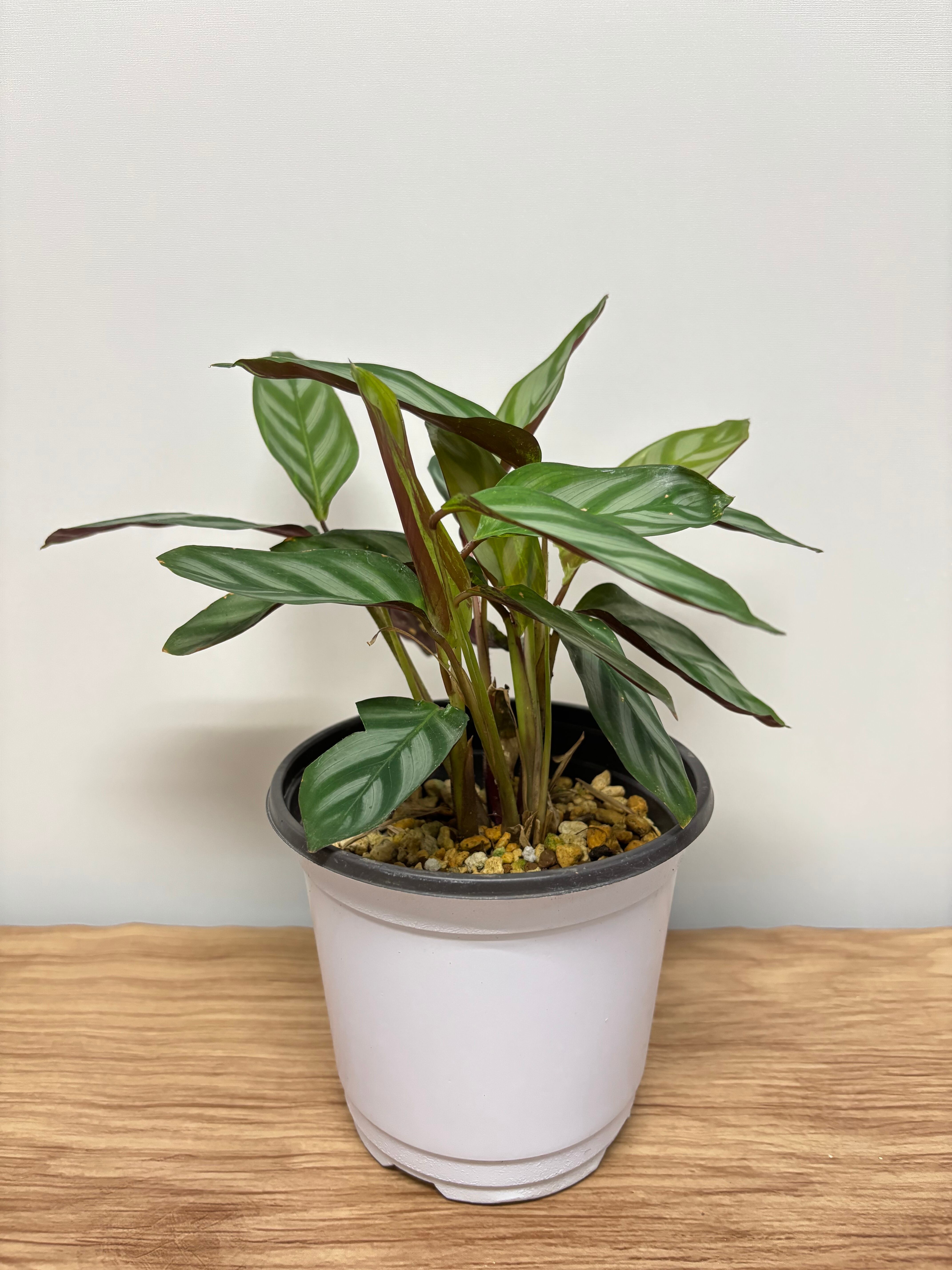 多肉植物 アエオニウム 孔雀白錦 レア #sb 5 | PAY ID