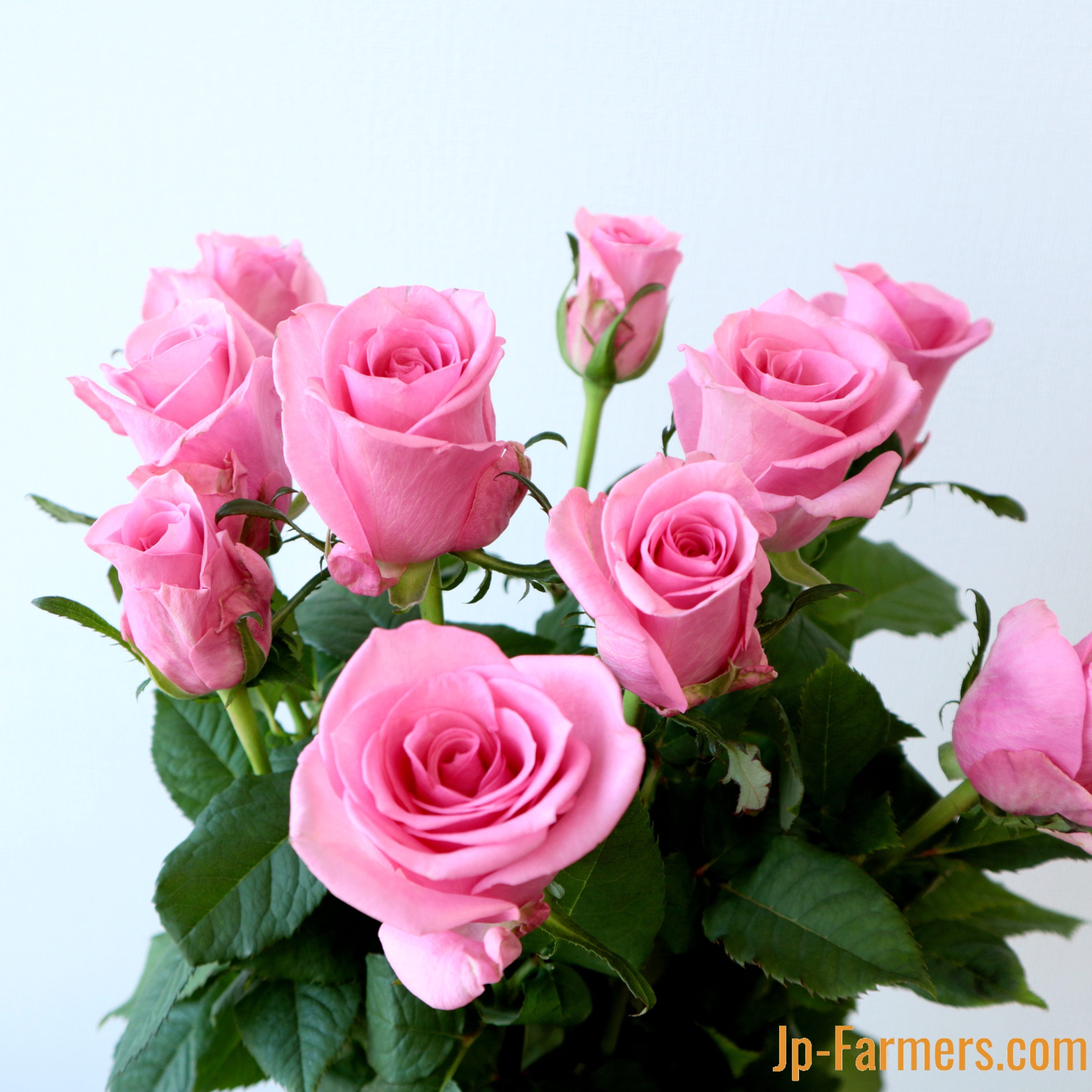 国産 ピンクバラ30本！ 品種はこちらにおまかせ | 新鮮お花問屋 Jp