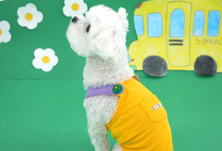 color shoulder t-shirt S ~ XL 2color / 犬服 春夏 新作 Tシャツ ドッグウェア 袖なし 可愛い 犬の服 お揃い オーバーオール トップス　top151