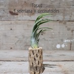 【送料無料】seleriana × circinatoides〔エアプランツ〕現品発送T2549