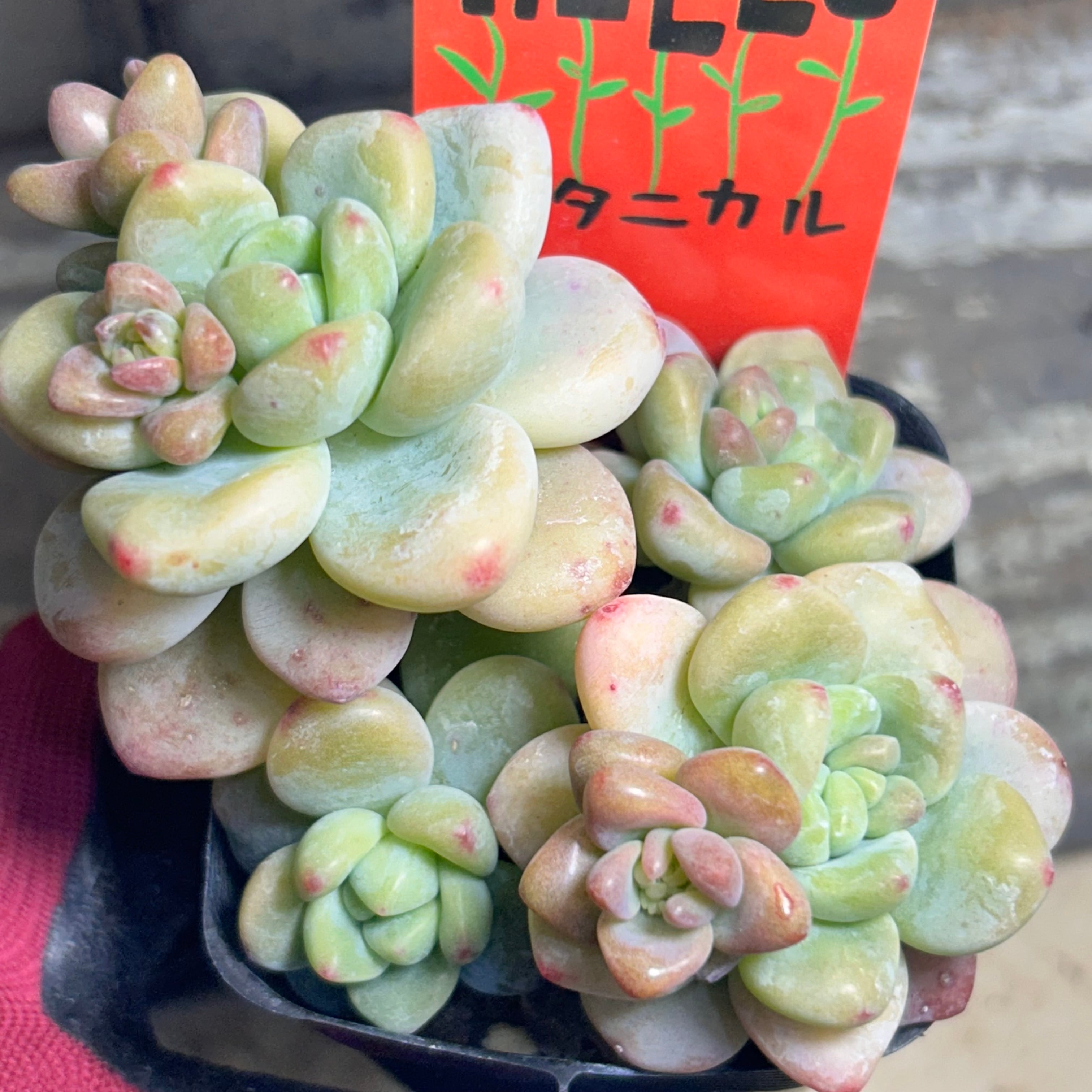 オーロラブルー | RuPo 多肉植物専門店