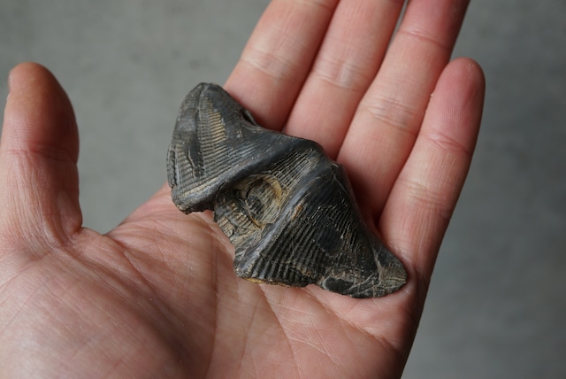 ベルギー産腕足類化石 Cyrtospirifer verneuili 1956