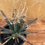 Leuchtenbergia principis【レウクテンベルギア・晃山・実生】