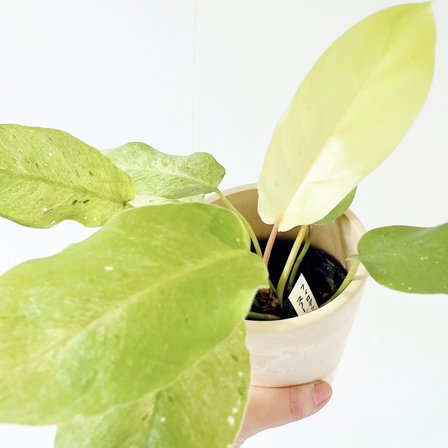 フィロデンドロン スノードリフト Sサイズ 観葉植物 calm cafe