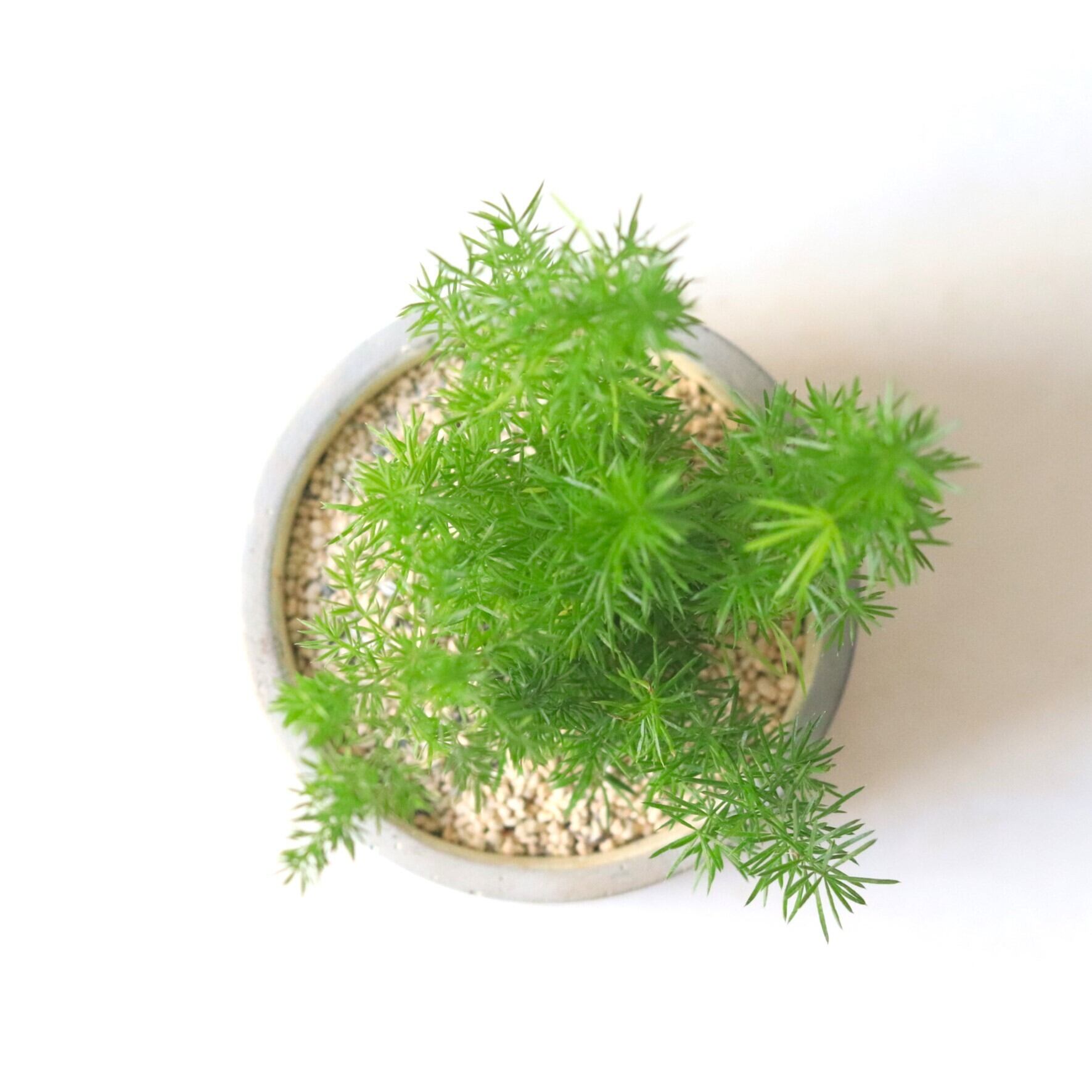 グリーン】アスパラガスメイリー | ジーフラットインテリアショップ