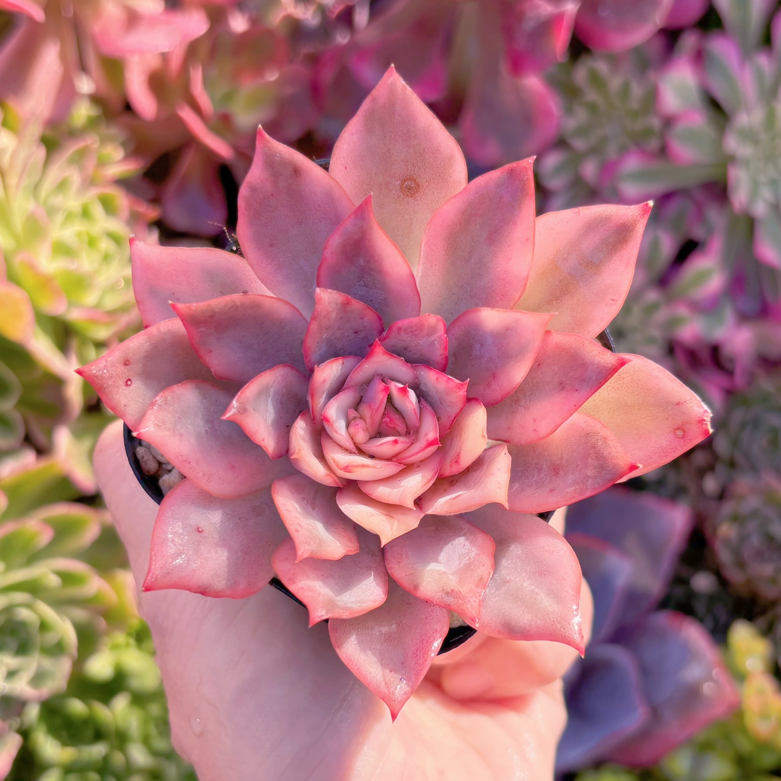 現品　バタフライ錦#M065　るる農園