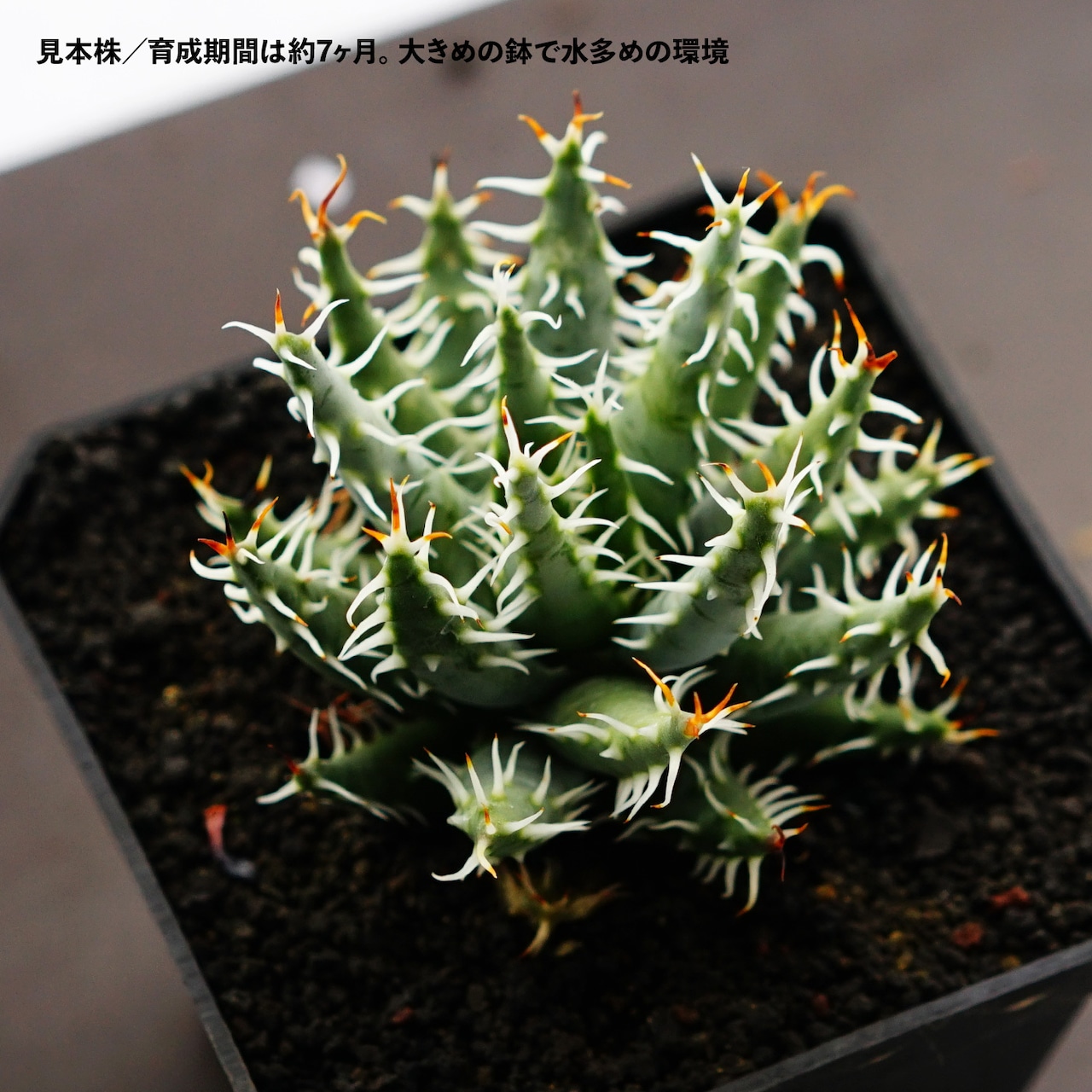 カット苗 エリナケア Aloe erinacea
