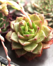 【隠れた名作 6種セット】スプリング／シーウィード／ブラックナイト 他