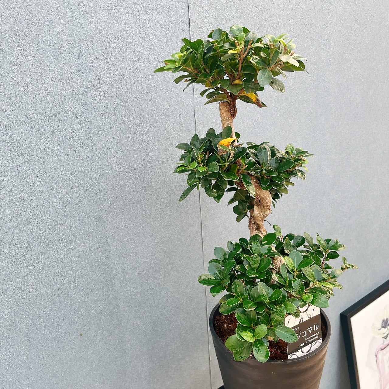 現品］【希少】9番 ガジュマル 曲がり 接木 8号 観葉植物 室内 レア