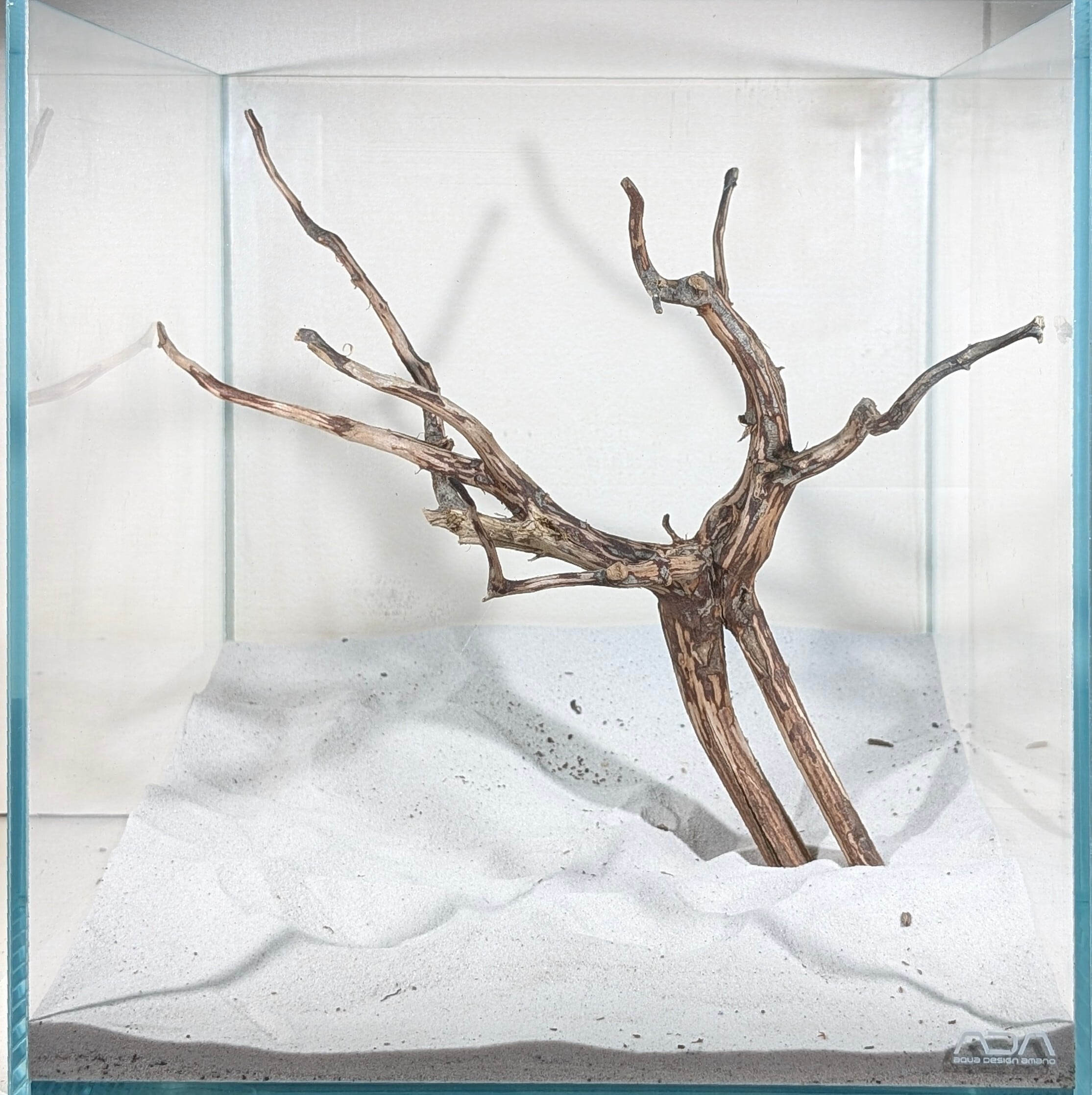 スマトラブランチウッド【SBC088】流木 アクアリウム 水槽