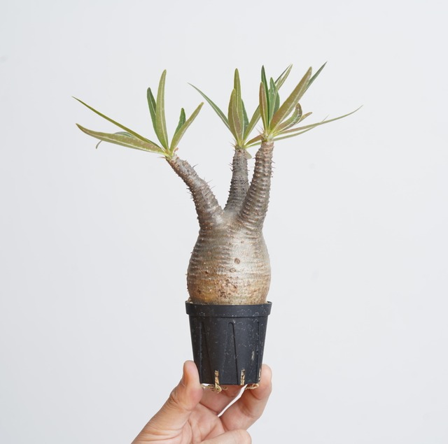 パキポディウム グラキリス no.1〈発根済み〉