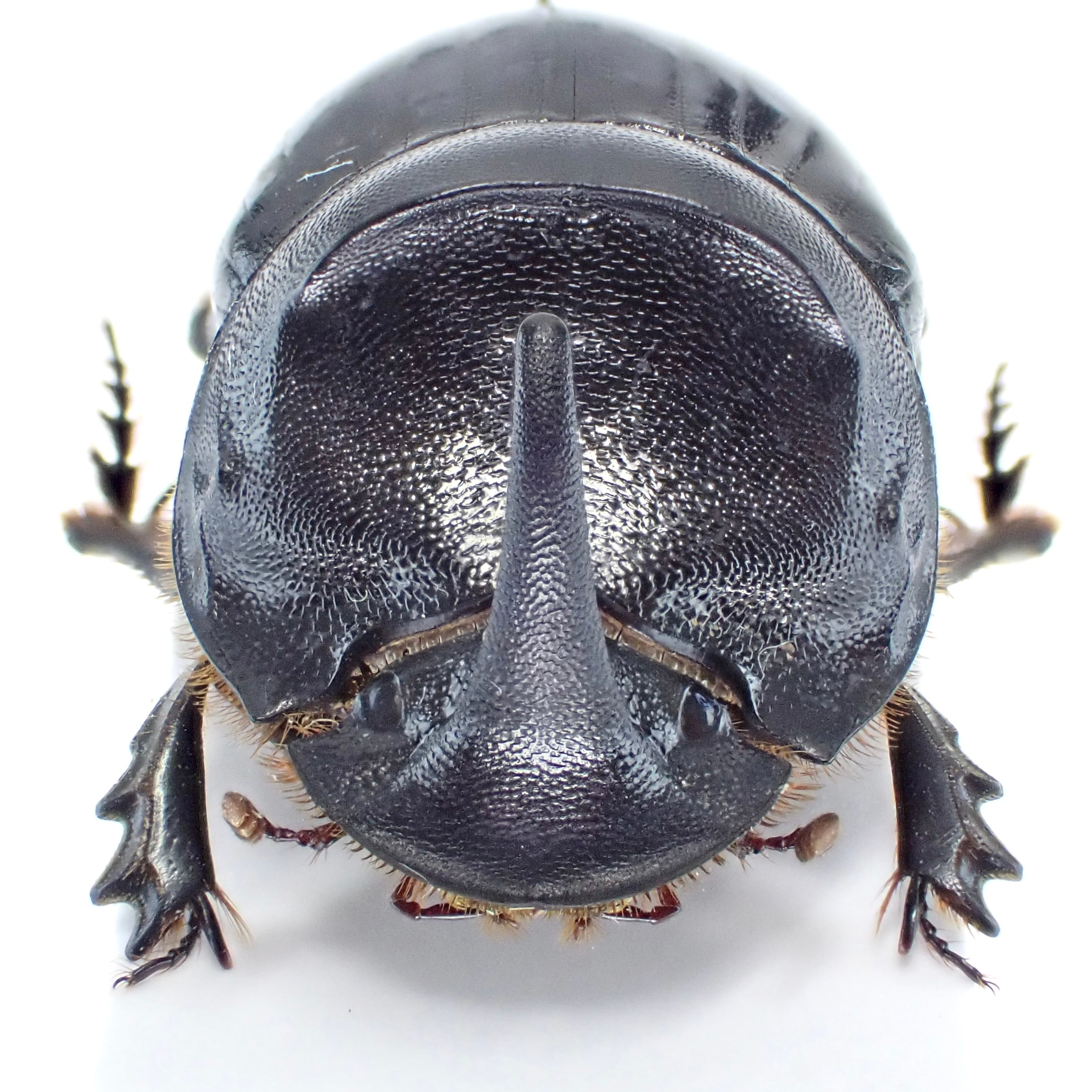 カザフスタン産 Copris hispanus cavolinii ♂ 26mm | 昆虫標本