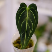 アンスリウム・レガレ / Anthurium Regale㉓│観葉植物