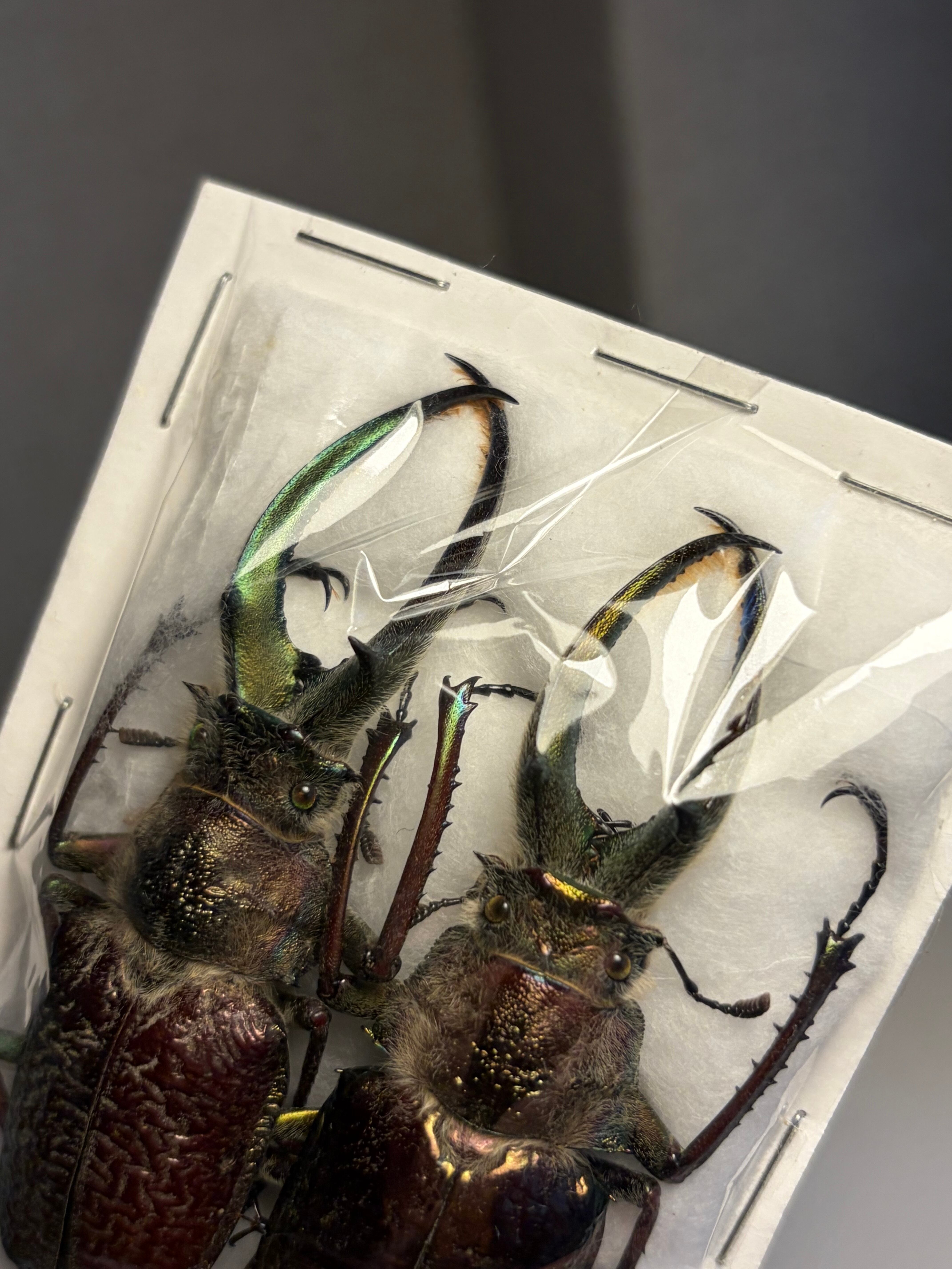 青&黄】ギガンテウスシワバネクワガタ 昆虫標本 チリクワガタ フェイス