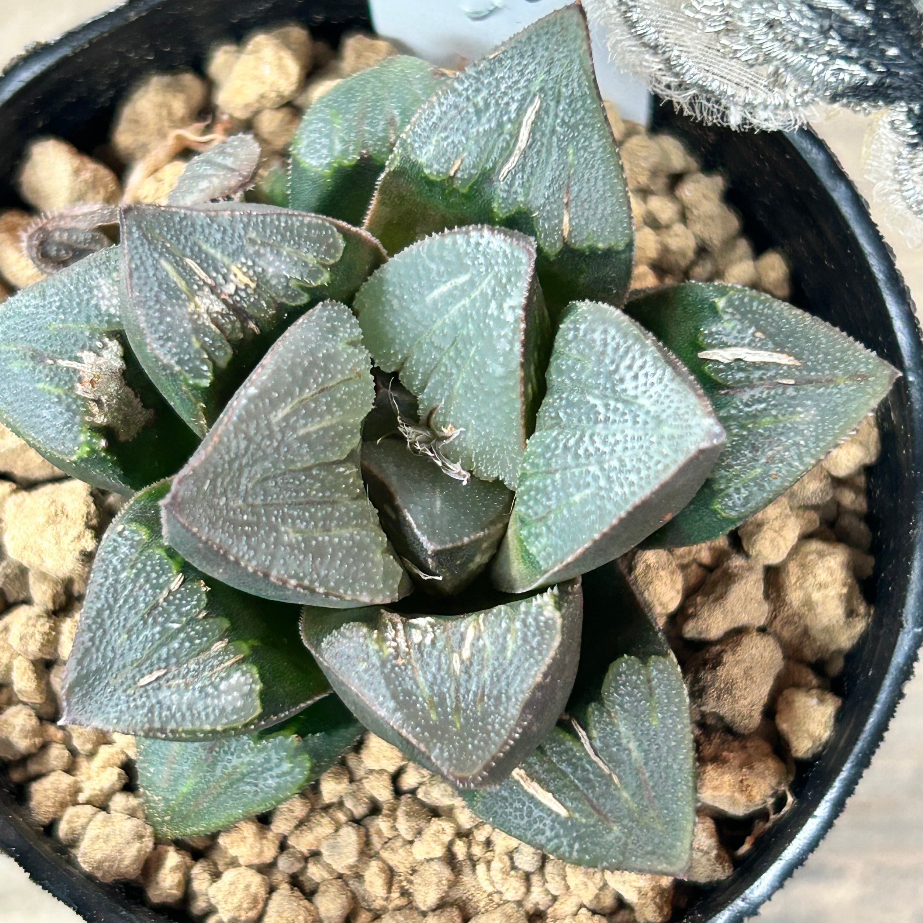 オッツエニ ハオルチア | RuPo 多肉植物専門店