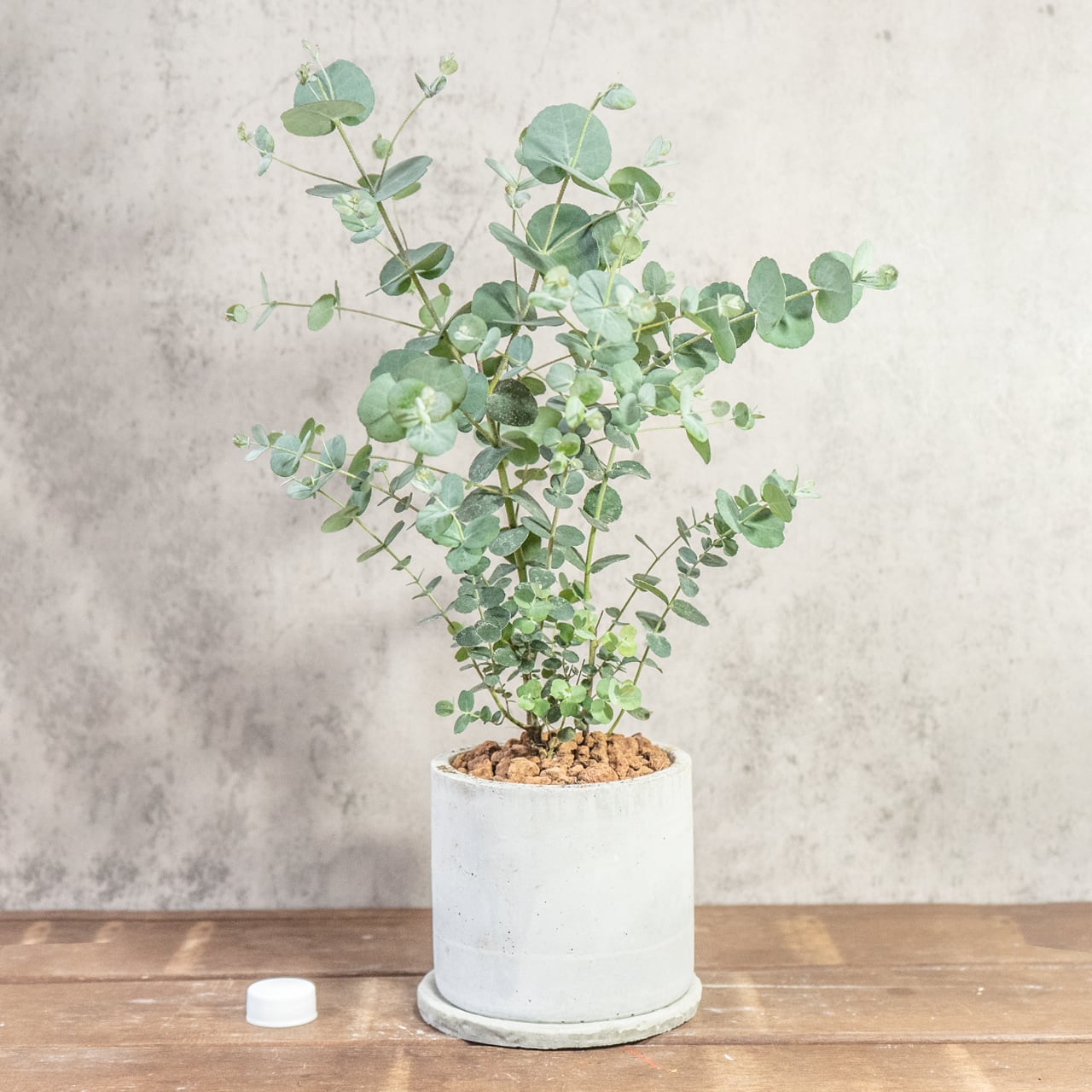 【一株ごとの厳選仕入れ】枝ぶりの美しさ、葉の密度の美しさ。空間を清涼感で満たすユーカリを現品販売でお届け。／手づくりモルタル鉢｜虫発生抑制｜送料全国一律850円