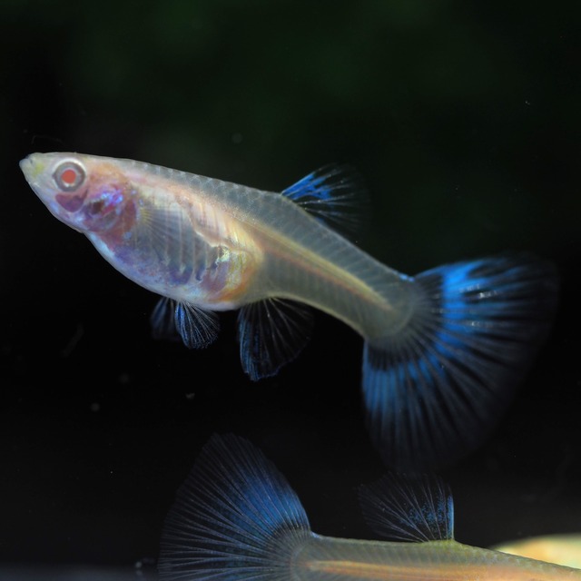 【セール】RREAラズリーレッドテールタキシード 3ペア