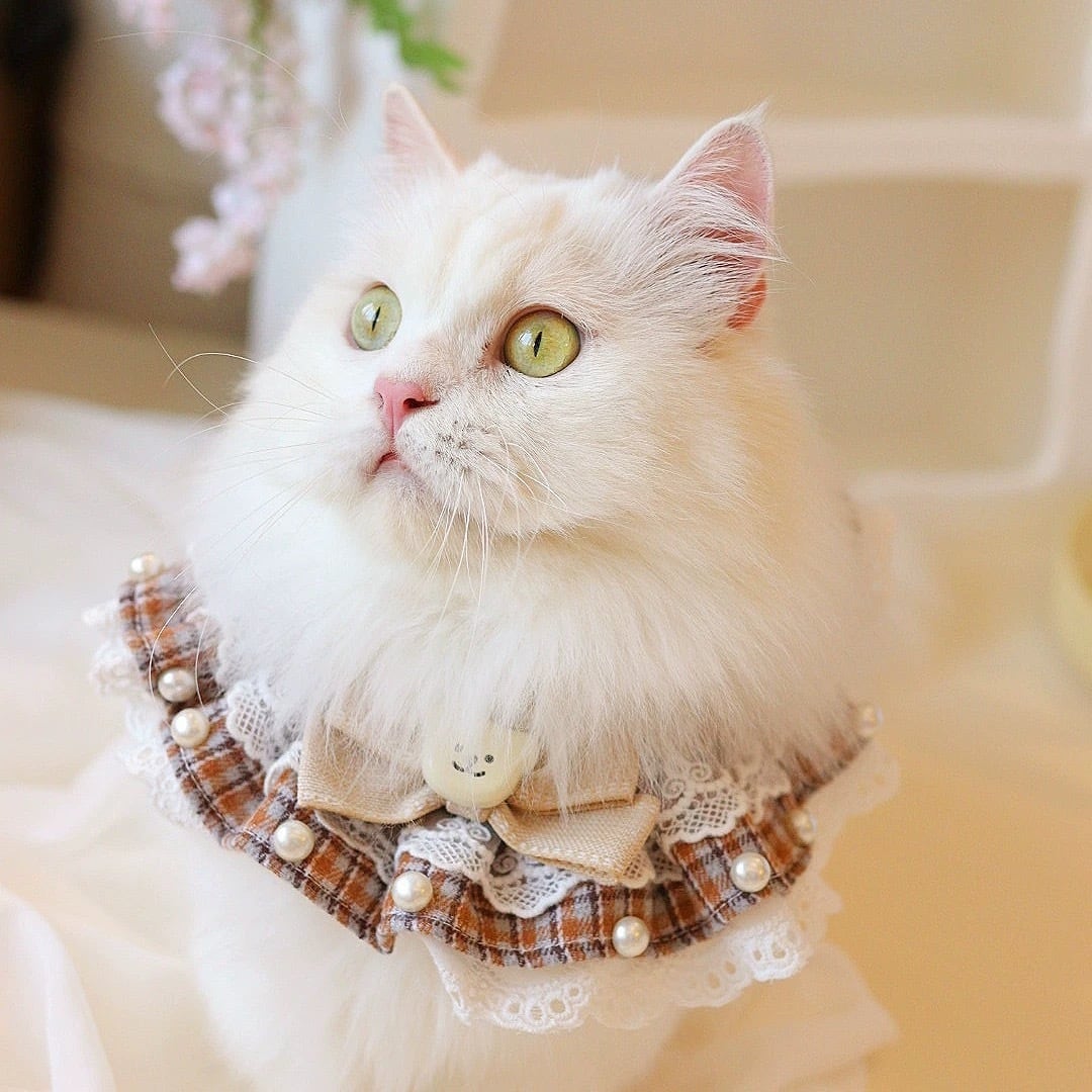 テディベアBrownフリルエプロン 猫 付け襟 | nyanpets 猫グッズ専門店