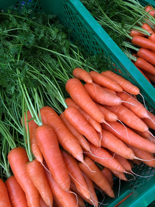 丸かじりできる 甘い冬のにんじん ともときファーム丹波