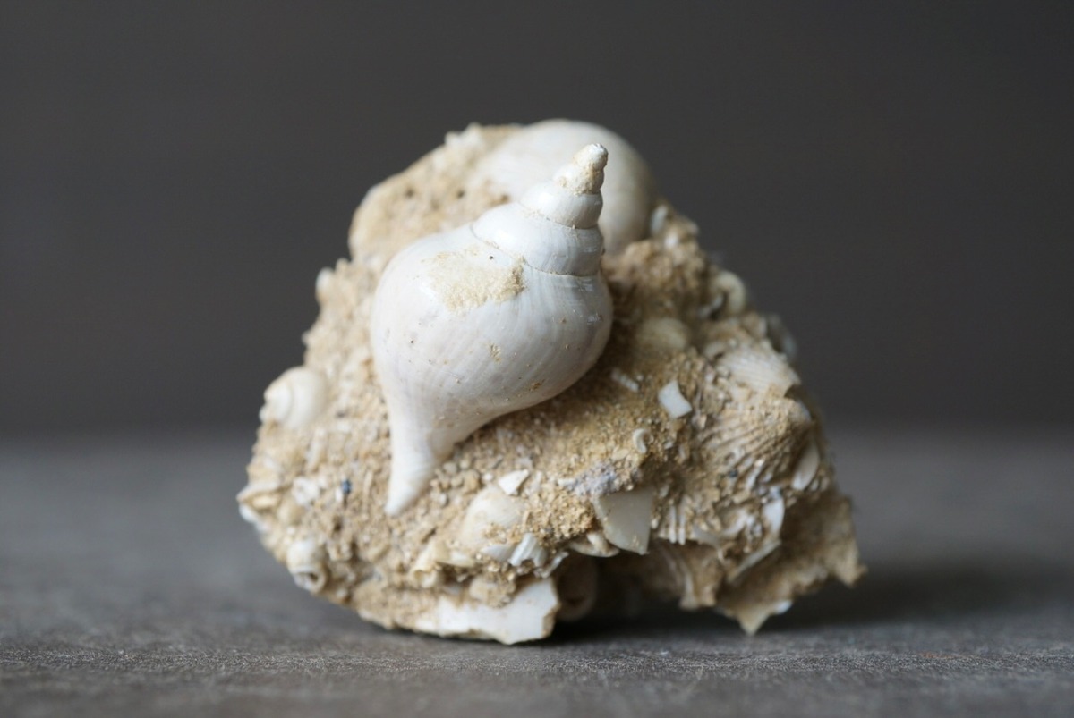 フランス産巻貝化石 Sycum bulbiforme 1273 | 叙景 jokei