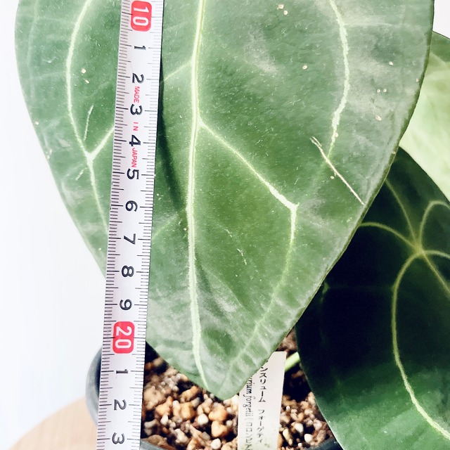 《人気》アンスリウム フォルゲッティ5号鉢 観葉植物 calm cafe