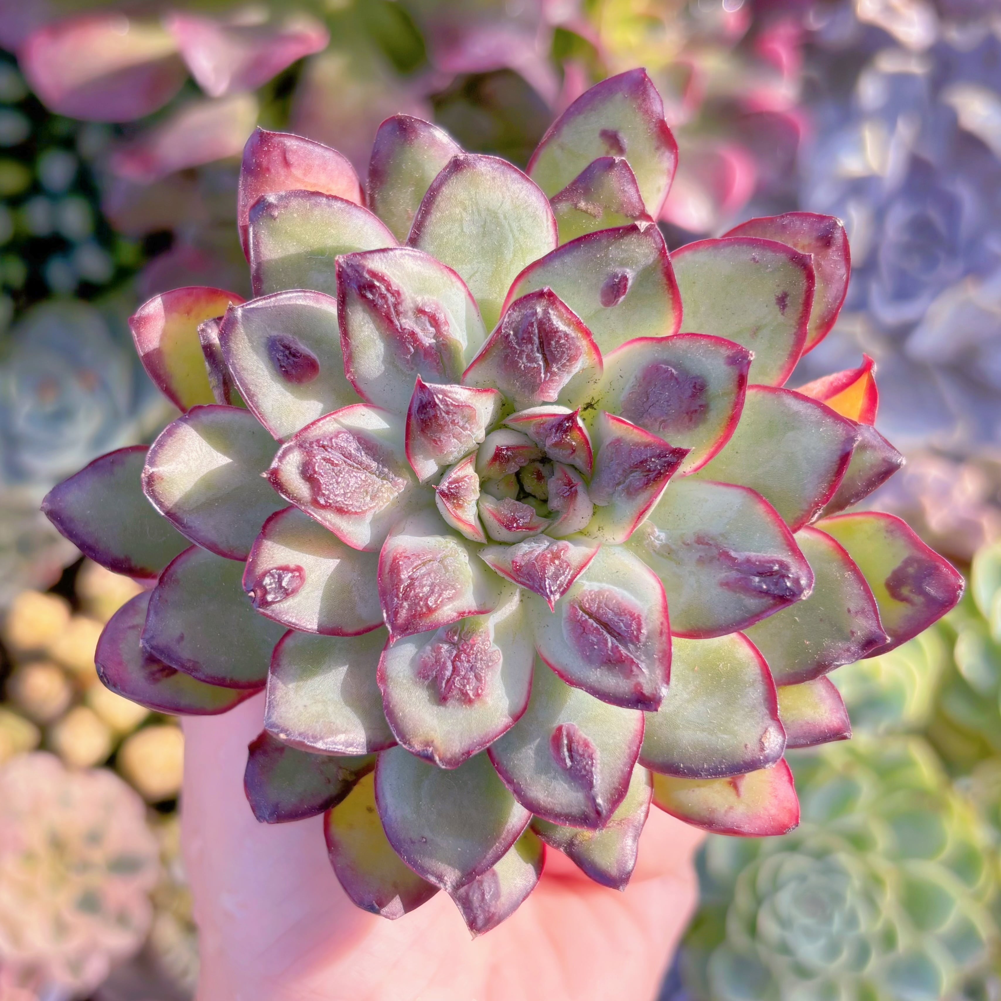 多肉植物　コブレッドエッジ　新入荷　るる農園