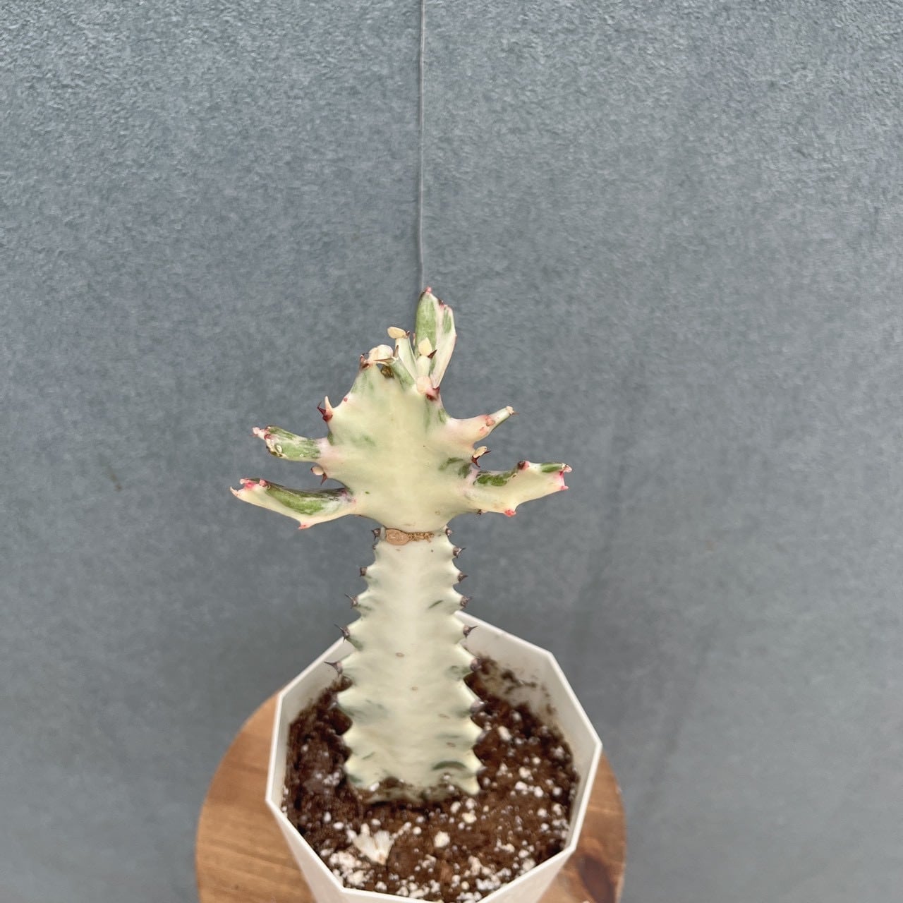 現品］【希少】2番 ユーフォルビア ホワイトゴースト 4号 観葉植物