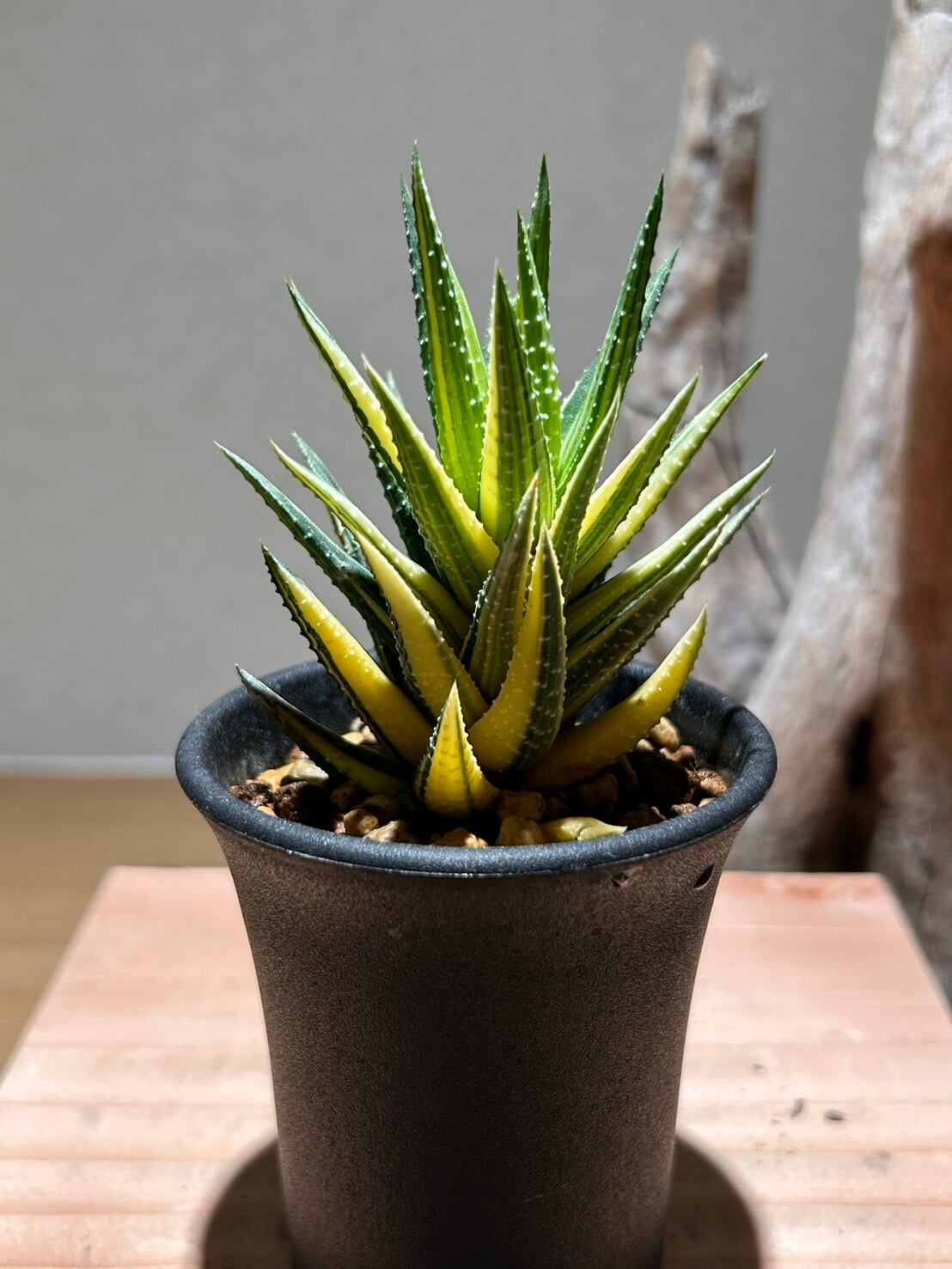 マミラリア 金手毬綴化 鉢セット | アトリエRatel