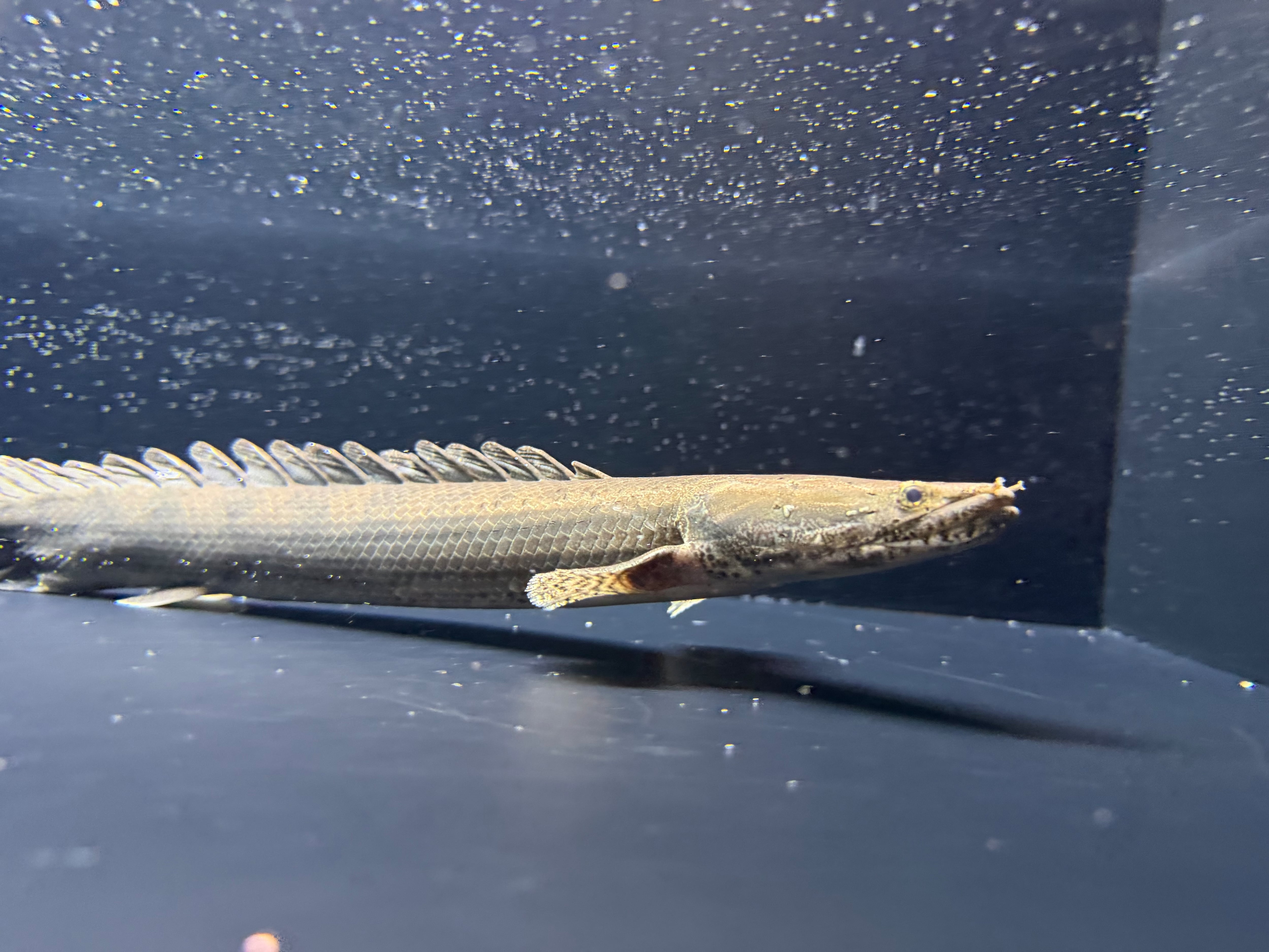 ガーナ便 ブラックボルタ川産 エンドリケリー 51cm メス ガノイン乱れ