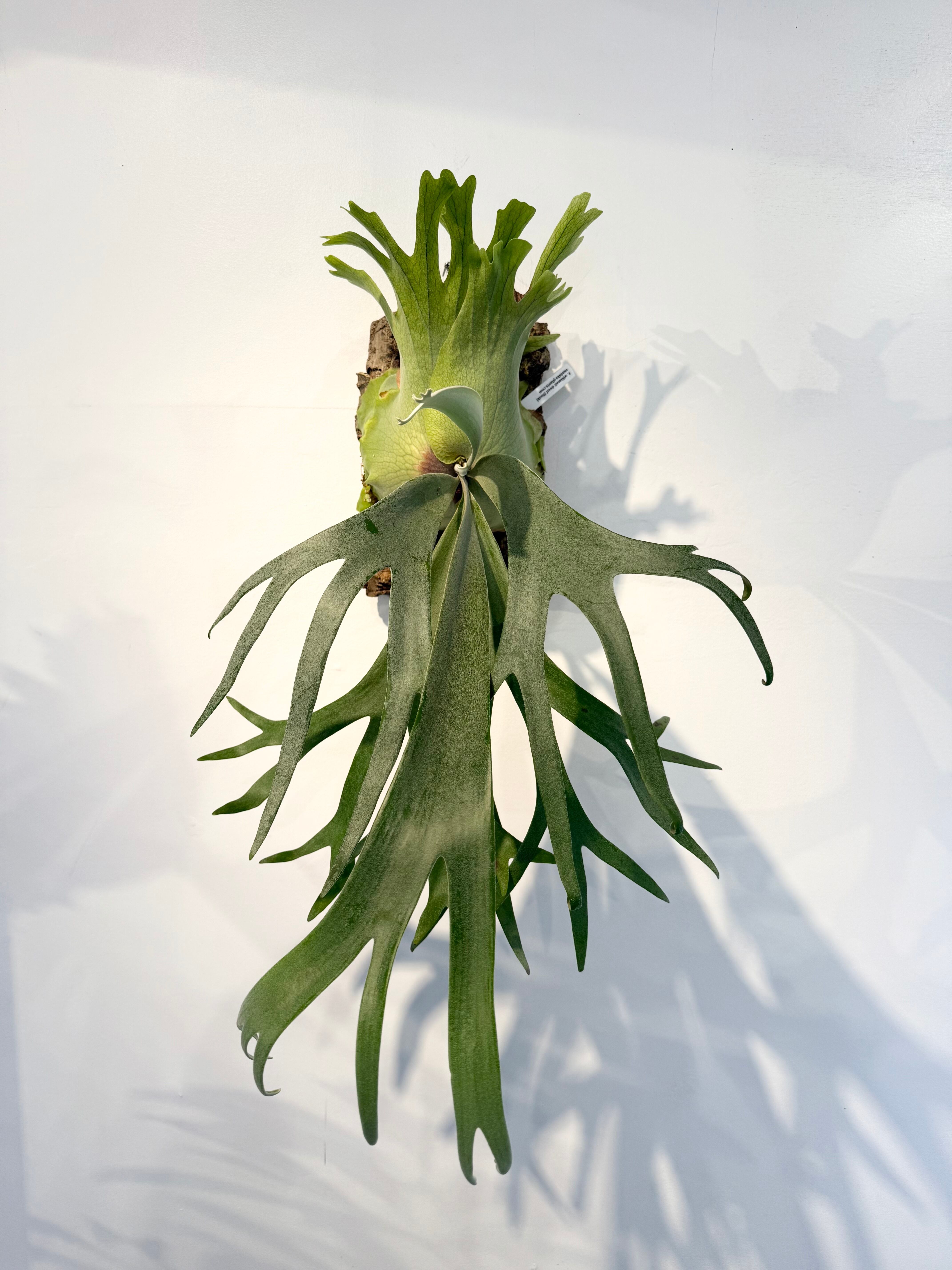 Willinckii Jade Girl ジェイドガール バンダカ コモレビ Yahoo