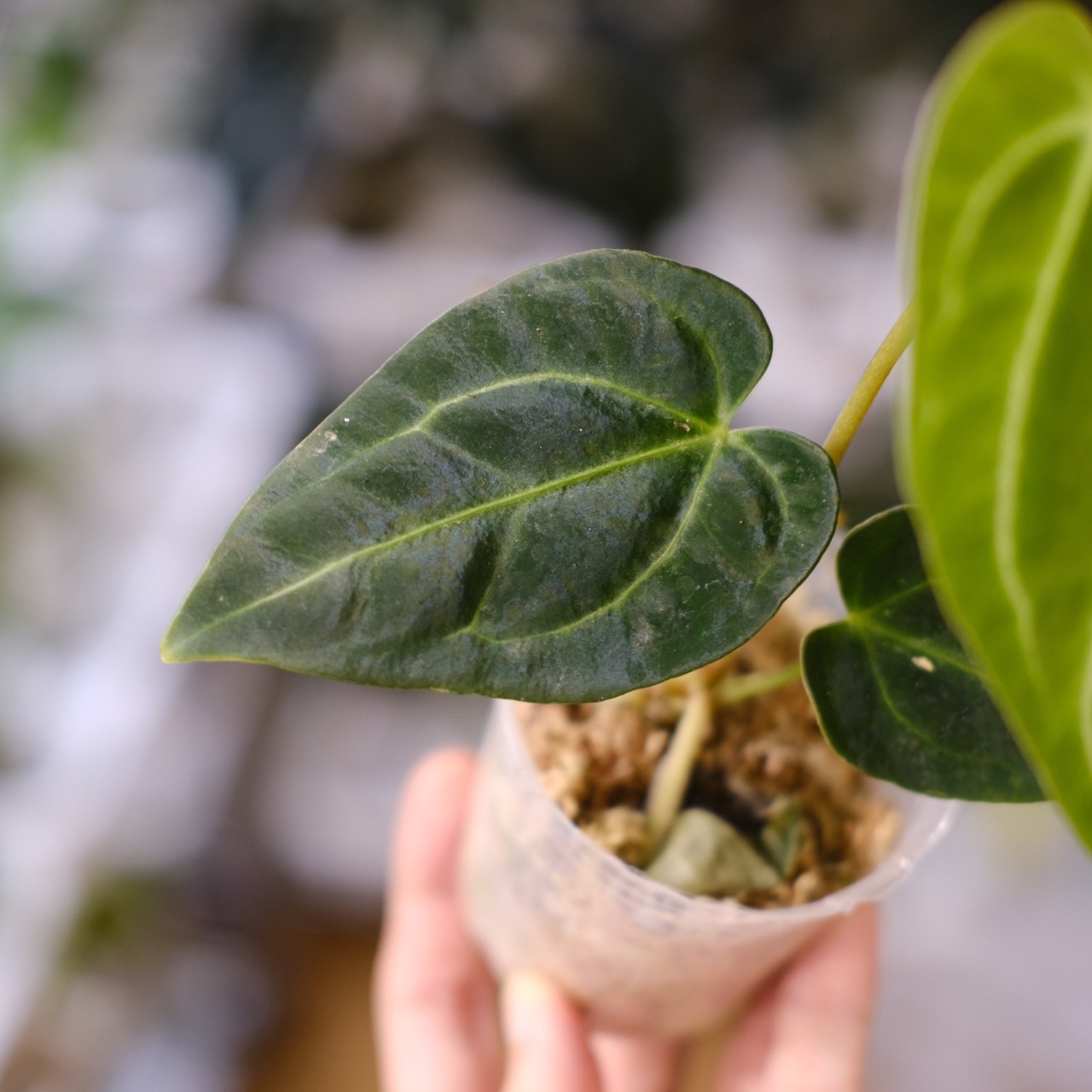 アンスリウム・レガレ / Anthurium Regale⑲│観葉植物